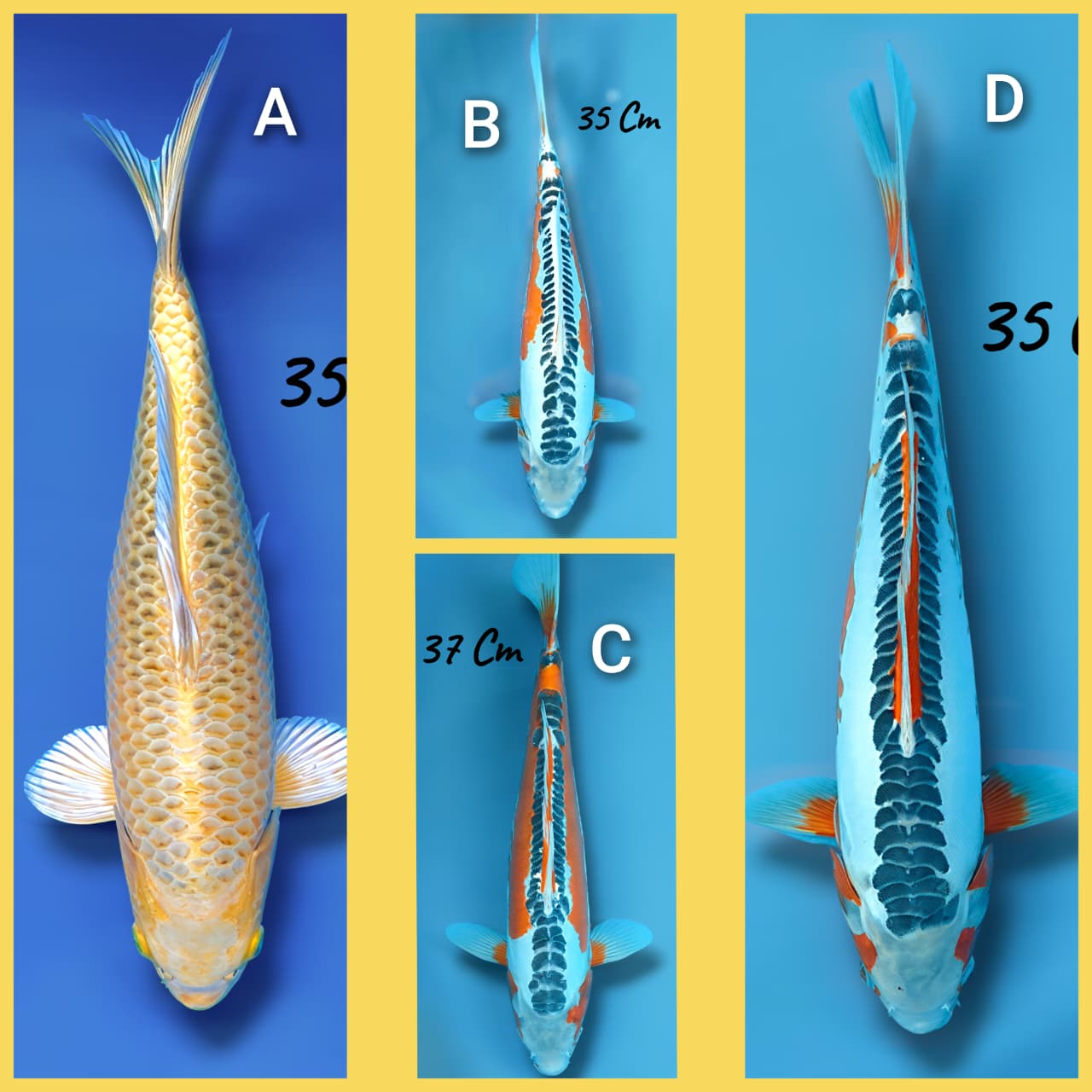 Lelang Koi Online, Jual Beli Ikan Koi, Pasar Koi Terbaik, Agen Lelang Koi, Penawaran Koi Berkualitas, Harga Jual Koi, Lelang Ikan Koi Import, Beli Koi Online, Jual Koi Murah, Koi Showroom, Penjual Koi Terpercaya, Lelang Koi Jakarta, Jual Koi Lokal, Koi Kualitas Unggul, Harga Terbaik Koi, Jual Koi Indukan, Lelang Ikan Hias Koi, Pasar Koi Indonesia, Beli Koi Berkualitas Tinggi, Koi Farm Terbesar, Jual Beli Koi Impor, Lelang Ikan Koi Kualitas Premium, Daftar Harga Koi Terbaru, Pusat Jual Beli Koi, Info Lelang Koi Hari Ini.