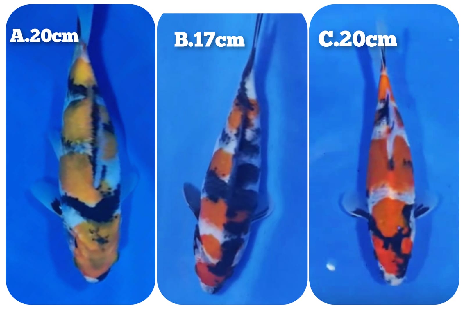 Lelang Koi Online, Jual Beli Ikan Koi, Pasar Koi Terbaik, Agen Lelang Koi, Penawaran Koi Berkualitas, Harga Jual Koi, Lelang Ikan Koi Import, Beli Koi Online, Jual Koi Murah, Koi Showroom, Penjual Koi Terpercaya, Lelang Koi Jakarta, Jual Koi Lokal, Koi Kualitas Unggul, Harga Terbaik Koi, Jual Koi Indukan, Lelang Ikan Hias Koi, Pasar Koi Indonesia, Beli Koi Berkualitas Tinggi, Koi Farm Terbesar, Jual Beli Koi Impor, Lelang Ikan Koi Kualitas Premium, Daftar Harga Koi Terbaru, Pusat Jual Beli Koi, Info Lelang Koi Hari Ini.