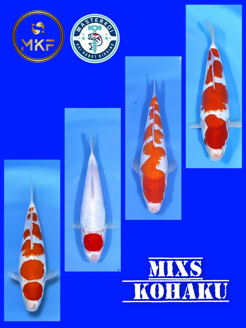 Lelang Koi Online, Jual Beli Ikan Koi, Pasar Koi Terbaik, Agen Lelang Koi, Penawaran Koi Berkualitas, Harga Jual Koi, Lelang Ikan Koi Import, Beli Koi Online, Jual Koi Murah, Koi Showroom, Penjual Koi Terpercaya, Lelang Koi Jakarta, Jual Koi Lokal, Koi Kualitas Unggul, Harga Terbaik Koi, Jual Koi Indukan, Lelang Ikan Hias Koi, Pasar Koi Indonesia, Beli Koi Berkualitas Tinggi, Koi Farm Terbesar, Jual Beli Koi Impor, Lelang Ikan Koi Kualitas Premium, Daftar Harga Koi Terbaru, Pusat Jual Beli Koi, Info Lelang Koi Hari Ini.