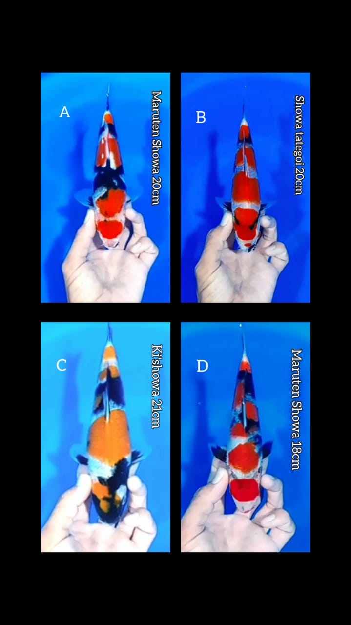 Lelang Koi Online, Jual Beli Ikan Koi, Pasar Koi Terbaik, Agen Lelang Koi, Penawaran Koi Berkualitas, Harga Jual Koi, Lelang Ikan Koi Import, Beli Koi Online, Jual Koi Murah, Koi Showroom, Penjual Koi Terpercaya, Lelang Koi Jakarta, Jual Koi Lokal, Koi Kualitas Unggul, Harga Terbaik Koi, Jual Koi Indukan, Lelang Ikan Hias Koi, Pasar Koi Indonesia, Beli Koi Berkualitas Tinggi, Koi Farm Terbesar, Jual Beli Koi Impor, Lelang Ikan Koi Kualitas Premium, Daftar Harga Koi Terbaru, Pusat Jual Beli Koi, Info Lelang Koi Hari Ini.