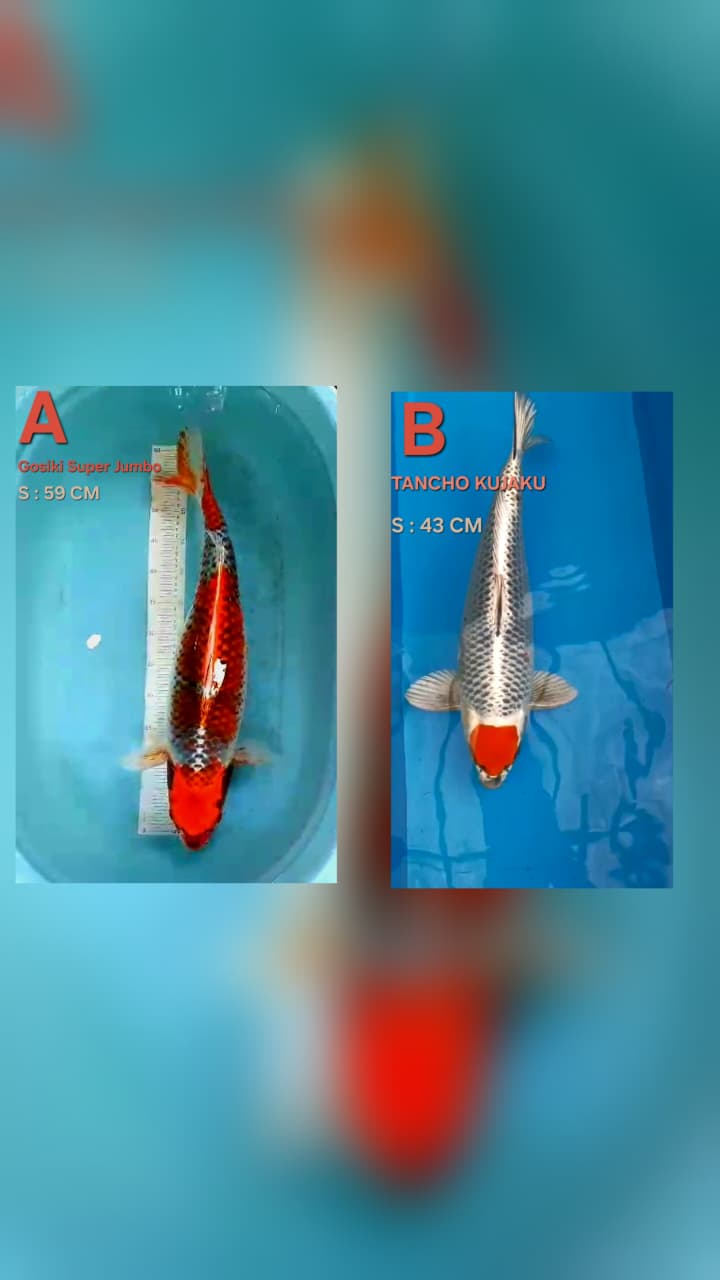 Lelang Koi Online, Jual Beli Ikan Koi, Pasar Koi Terbaik, Agen Lelang Koi, Penawaran Koi Berkualitas, Harga Jual Koi, Lelang Ikan Koi Import, Beli Koi Online, Jual Koi Murah, Koi Showroom, Penjual Koi Terpercaya, Lelang Koi Jakarta, Jual Koi Lokal, Koi Kualitas Unggul, Harga Terbaik Koi, Jual Koi Indukan, Lelang Ikan Hias Koi, Pasar Koi Indonesia, Beli Koi Berkualitas Tinggi, Koi Farm Terbesar, Jual Beli Koi Impor, Lelang Ikan Koi Kualitas Premium, Daftar Harga Koi Terbaru, Pusat Jual Beli Koi, Info Lelang Koi Hari Ini.