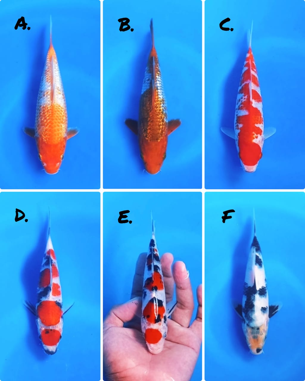 Lelang Koi Online, Jual Beli Ikan Koi, Pasar Koi Terbaik, Agen Lelang Koi, Penawaran Koi Berkualitas, Harga Jual Koi, Lelang Ikan Koi Import, Beli Koi Online, Jual Koi Murah, Koi Showroom, Penjual Koi Terpercaya, Lelang Koi Jakarta, Jual Koi Lokal, Koi Kualitas Unggul, Harga Terbaik Koi, Jual Koi Indukan, Lelang Ikan Hias Koi, Pasar Koi Indonesia, Beli Koi Berkualitas Tinggi, Koi Farm Terbesar, Jual Beli Koi Impor, Lelang Ikan Koi Kualitas Premium, Daftar Harga Koi Terbaru, Pusat Jual Beli Koi, Info Lelang Koi Hari Ini.