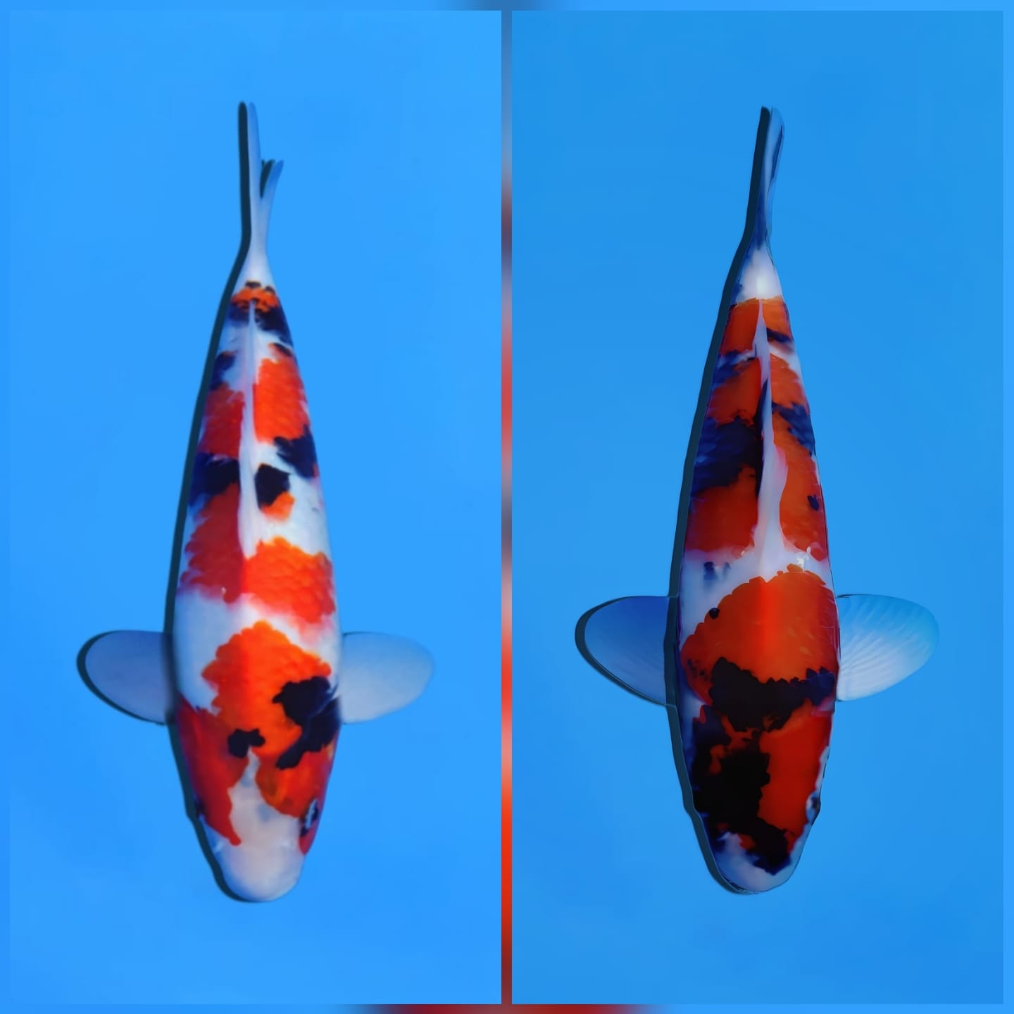 Lelang Koi Online, Jual Beli Ikan Koi, Pasar Koi Terbaik, Agen Lelang Koi, Penawaran Koi Berkualitas, Harga Jual Koi, Lelang Ikan Koi Import, Beli Koi Online, Jual Koi Murah, Koi Showroom, Penjual Koi Terpercaya, Lelang Koi Jakarta, Jual Koi Lokal, Koi Kualitas Unggul, Harga Terbaik Koi, Jual Koi Indukan, Lelang Ikan Hias Koi, Pasar Koi Indonesia, Beli Koi Berkualitas Tinggi, Koi Farm Terbesar, Jual Beli Koi Impor, Lelang Ikan Koi Kualitas Premium, Daftar Harga Koi Terbaru, Pusat Jual Beli Koi, Info Lelang Koi Hari Ini.