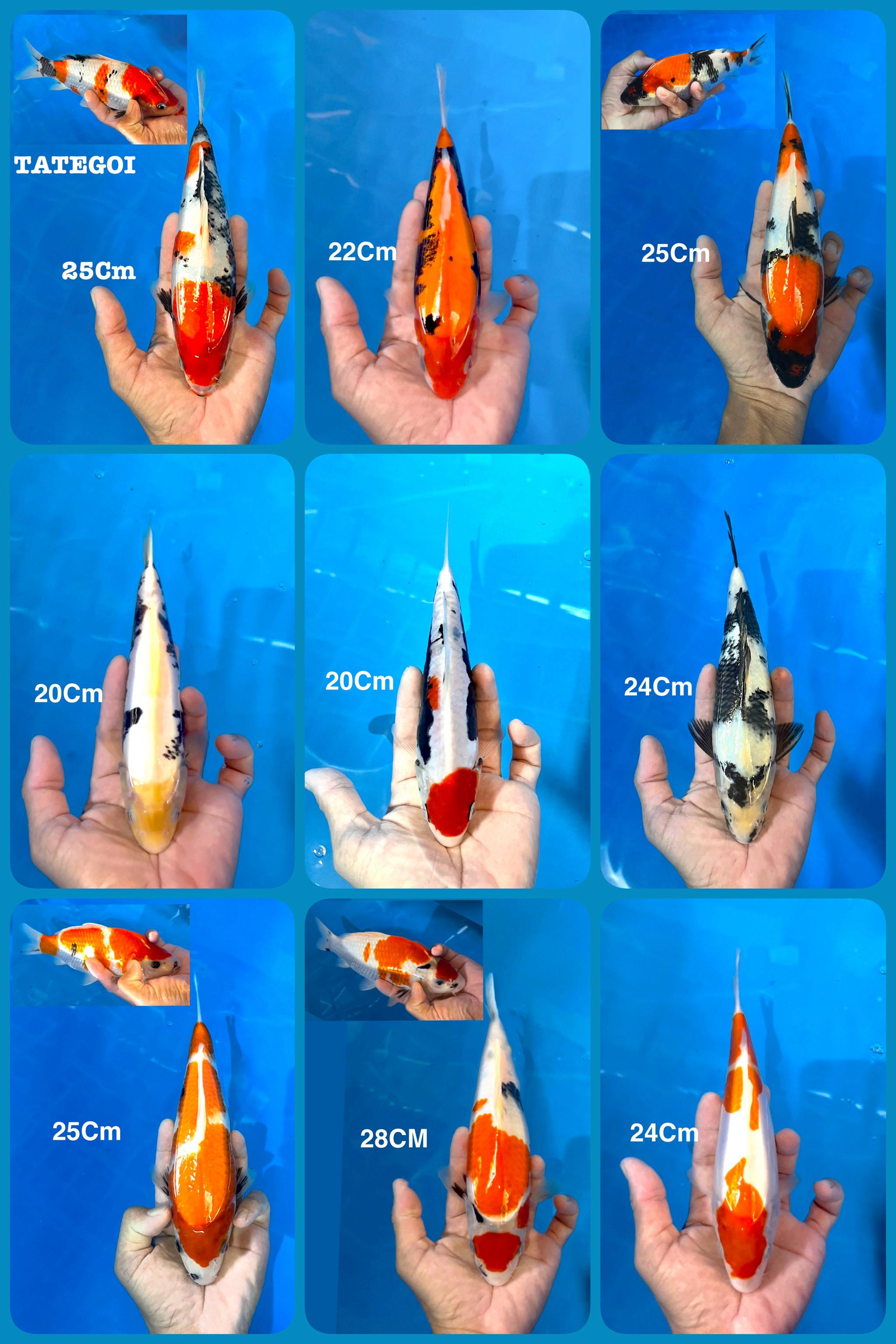 Lelang Koi Online, Jual Beli Ikan Koi, Pasar Koi Terbaik, Agen Lelang Koi, Penawaran Koi Berkualitas, Harga Jual Koi, Lelang Ikan Koi Import, Beli Koi Online, Jual Koi Murah, Koi Showroom, Penjual Koi Terpercaya, Lelang Koi Jakarta, Jual Koi Lokal, Koi Kualitas Unggul, Harga Terbaik Koi, Jual Koi Indukan, Lelang Ikan Hias Koi, Pasar Koi Indonesia, Beli Koi Berkualitas Tinggi, Koi Farm Terbesar, Jual Beli Koi Impor, Lelang Ikan Koi Kualitas Premium, Daftar Harga Koi Terbaru, Pusat Jual Beli Koi, Info Lelang Koi Hari Ini.