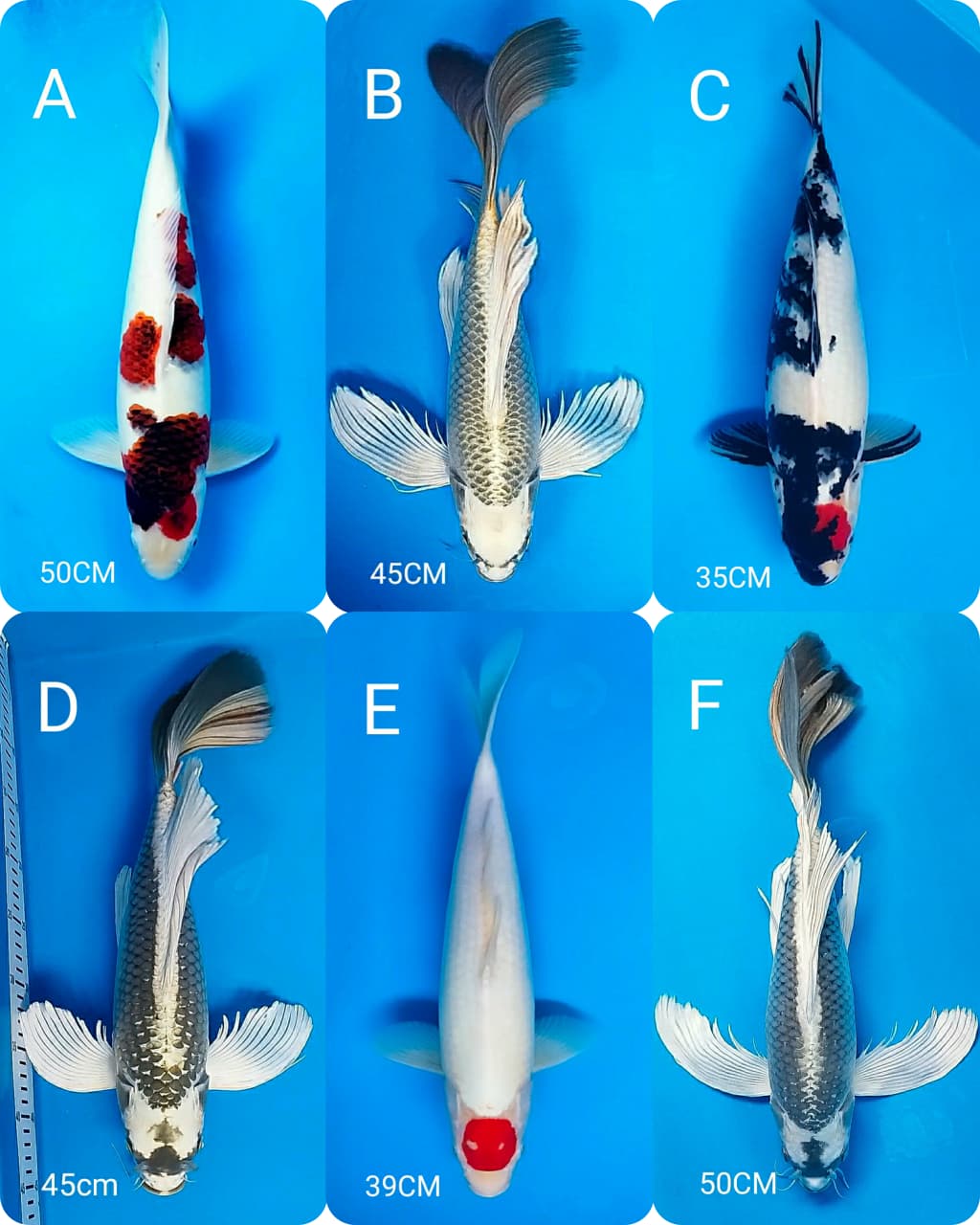 Lelang Koi Online, Jual Beli Ikan Koi, Pasar Koi Terbaik, Agen Lelang Koi, Penawaran Koi Berkualitas, Harga Jual Koi, Lelang Ikan Koi Import, Beli Koi Online, Jual Koi Murah, Koi Showroom, Penjual Koi Terpercaya, Lelang Koi Jakarta, Jual Koi Lokal, Koi Kualitas Unggul, Harga Terbaik Koi, Jual Koi Indukan, Lelang Ikan Hias Koi, Pasar Koi Indonesia, Beli Koi Berkualitas Tinggi, Koi Farm Terbesar, Jual Beli Koi Impor, Lelang Ikan Koi Kualitas Premium, Daftar Harga Koi Terbaru, Pusat Jual Beli Koi, Info Lelang Koi Hari Ini.