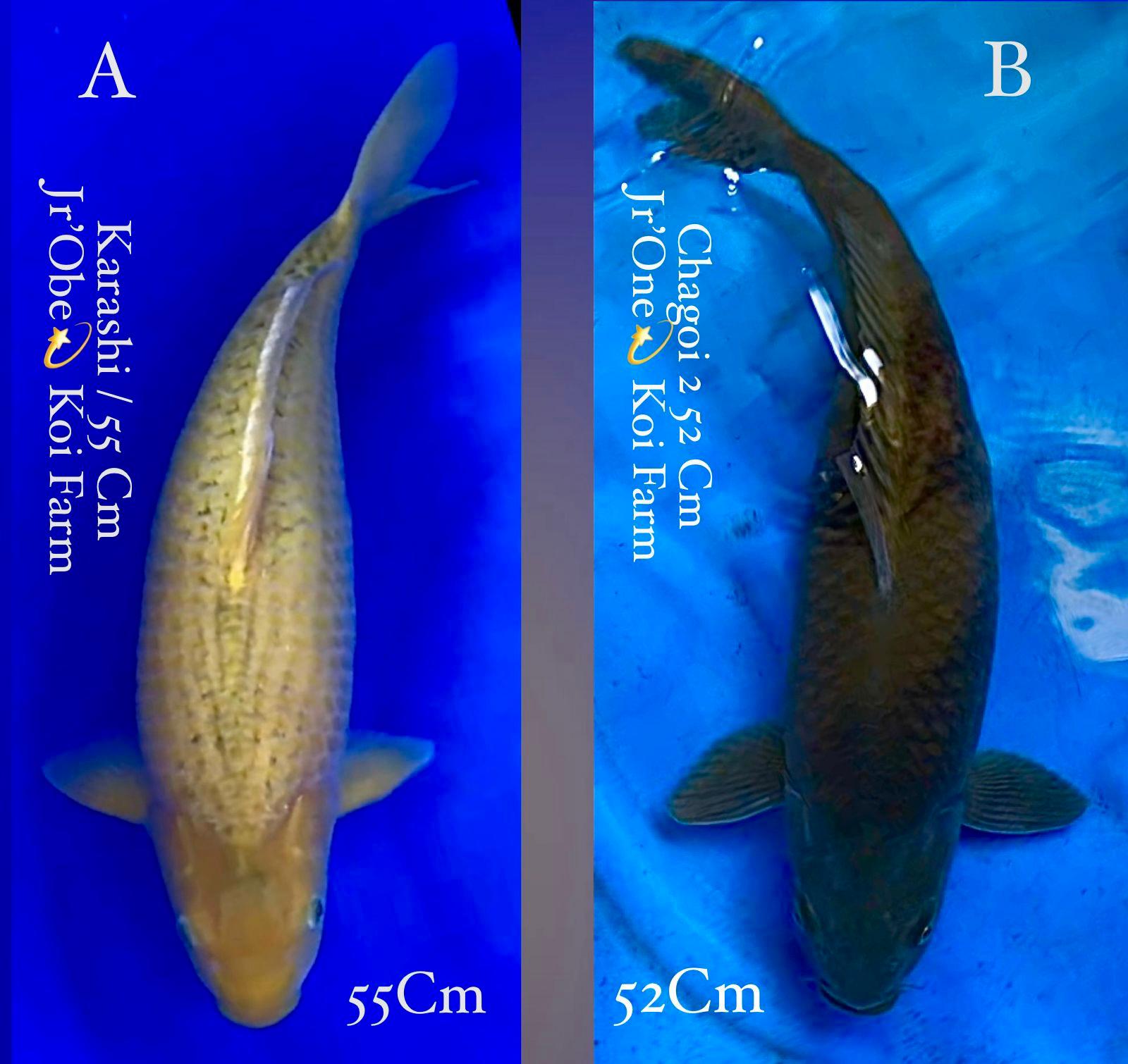 Lelang Koi Online, Jual Beli Ikan Koi, Pasar Koi Terbaik, Agen Lelang Koi, Penawaran Koi Berkualitas, Harga Jual Koi, Lelang Ikan Koi Import, Beli Koi Online, Jual Koi Murah, Koi Showroom, Penjual Koi Terpercaya, Lelang Koi Jakarta, Jual Koi Lokal, Koi Kualitas Unggul, Harga Terbaik Koi, Jual Koi Indukan, Lelang Ikan Hias Koi, Pasar Koi Indonesia, Beli Koi Berkualitas Tinggi, Koi Farm Terbesar, Jual Beli Koi Impor, Lelang Ikan Koi Kualitas Premium, Daftar Harga Koi Terbaru, Pusat Jual Beli Koi, Info Lelang Koi Hari Ini.