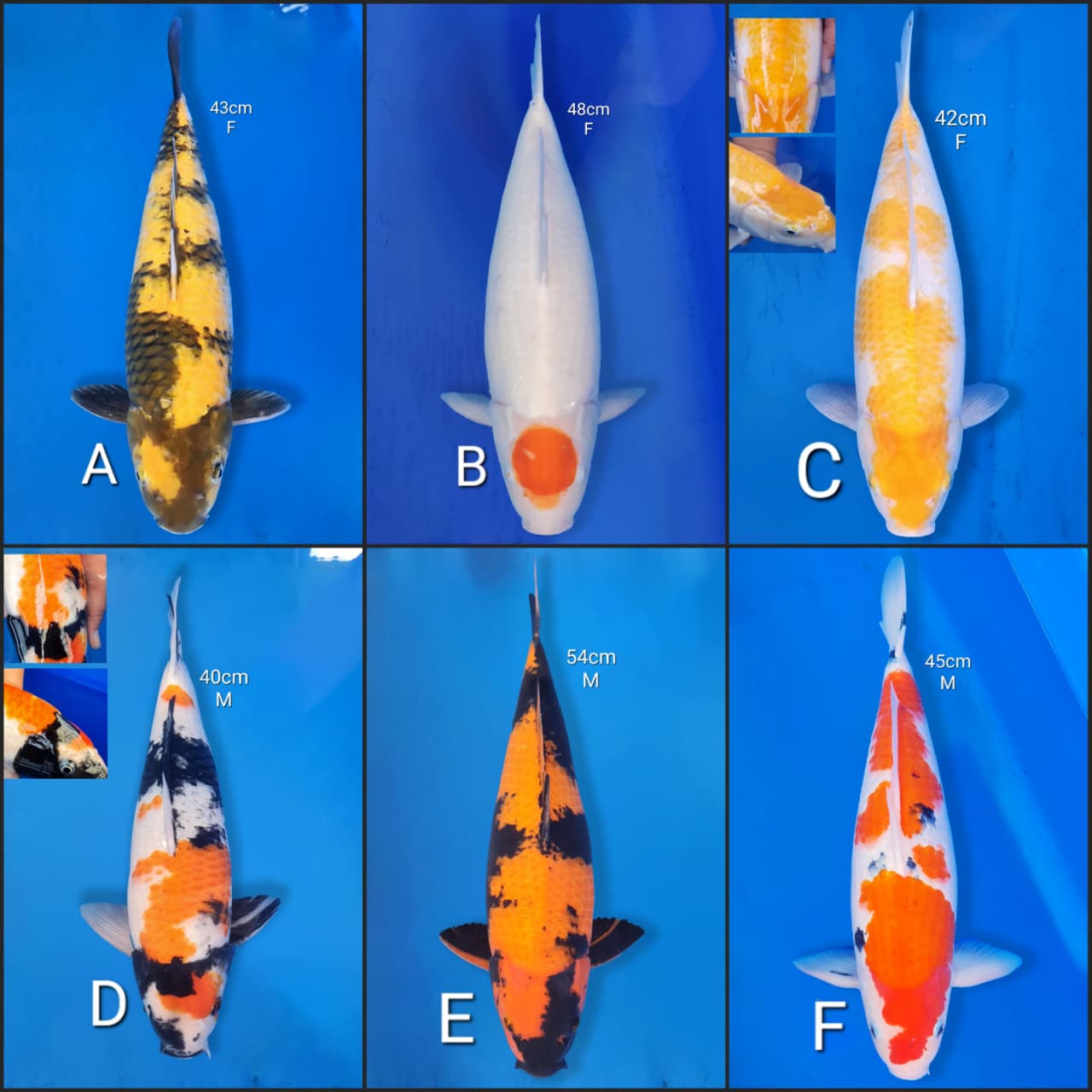 Lelang Koi Online, Jual Beli Ikan Koi, Pasar Koi Terbaik, Agen Lelang Koi, Penawaran Koi Berkualitas, Harga Jual Koi, Lelang Ikan Koi Import, Beli Koi Online, Jual Koi Murah, Koi Showroom, Penjual Koi Terpercaya, Lelang Koi Jakarta, Jual Koi Lokal, Koi Kualitas Unggul, Harga Terbaik Koi, Jual Koi Indukan, Lelang Ikan Hias Koi, Pasar Koi Indonesia, Beli Koi Berkualitas Tinggi, Koi Farm Terbesar, Jual Beli Koi Impor, Lelang Ikan Koi Kualitas Premium, Daftar Harga Koi Terbaru, Pusat Jual Beli Koi, Info Lelang Koi Hari Ini.