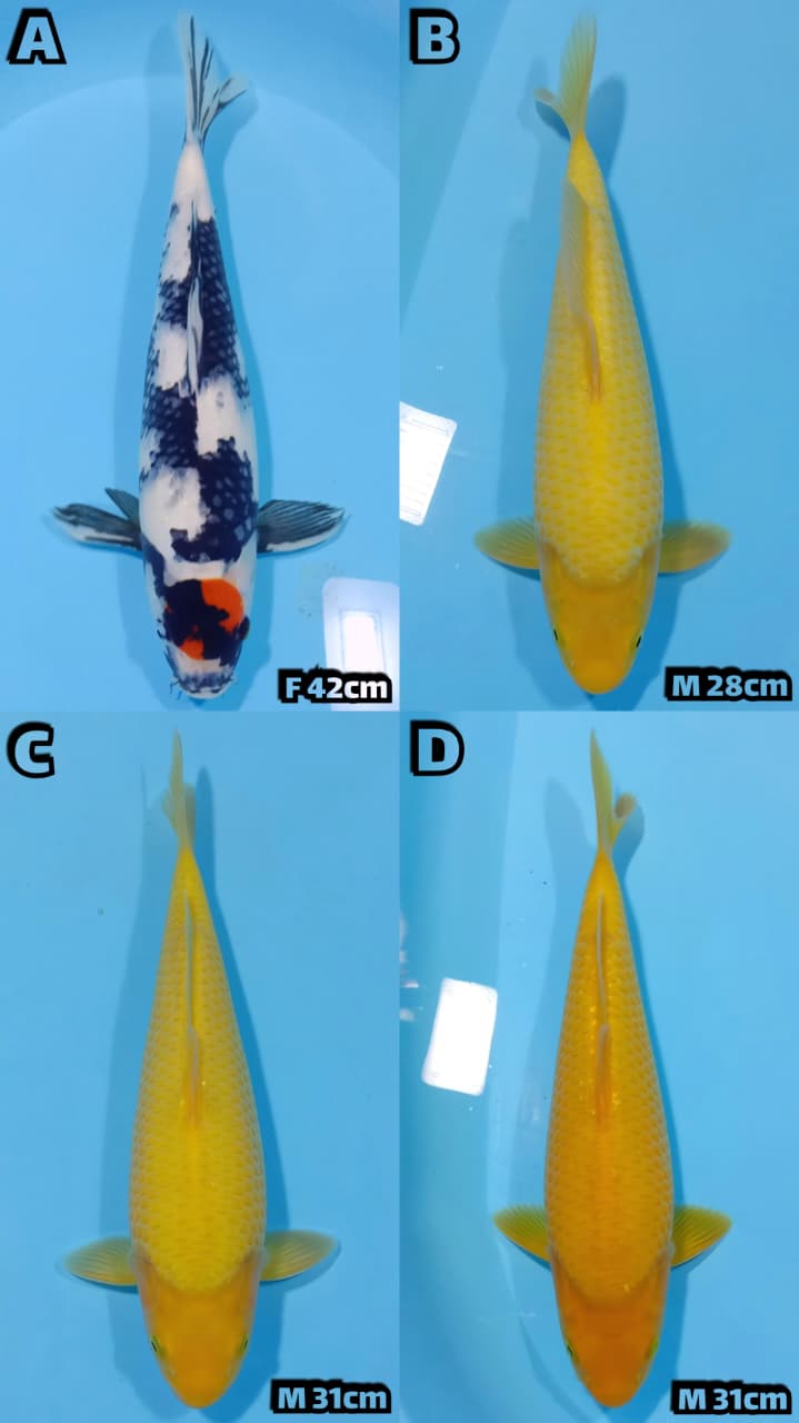Lelang Koi Online, Jual Beli Ikan Koi, Pasar Koi Terbaik, Agen Lelang Koi, Penawaran Koi Berkualitas, Harga Jual Koi, Lelang Ikan Koi Import, Beli Koi Online, Jual Koi Murah, Koi Showroom, Penjual Koi Terpercaya, Lelang Koi Jakarta, Jual Koi Lokal, Koi Kualitas Unggul, Harga Terbaik Koi, Jual Koi Indukan, Lelang Ikan Hias Koi, Pasar Koi Indonesia, Beli Koi Berkualitas Tinggi, Koi Farm Terbesar, Jual Beli Koi Impor, Lelang Ikan Koi Kualitas Premium, Daftar Harga Koi Terbaru, Pusat Jual Beli Koi, Info Lelang Koi Hari Ini.