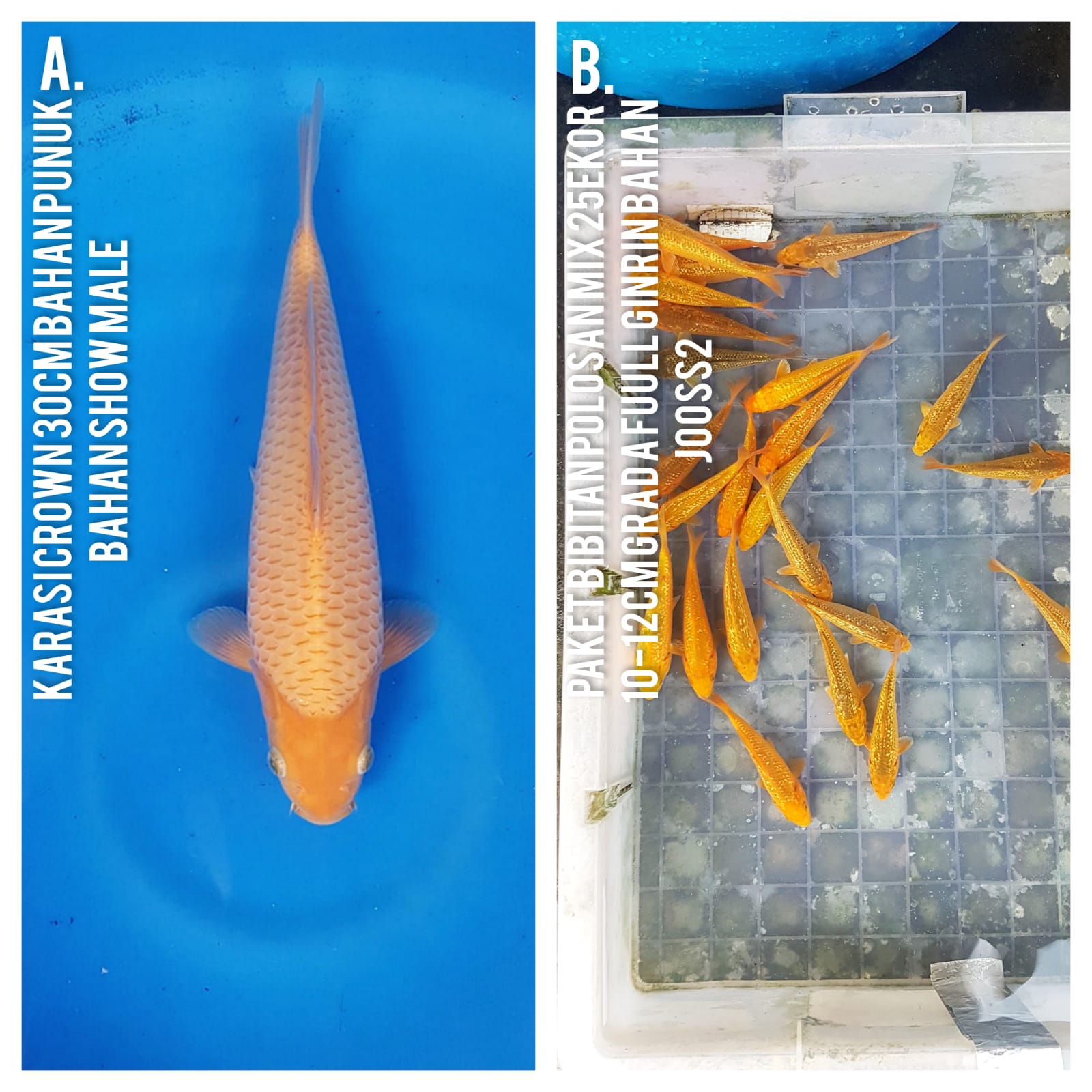 Lelang Koi Online, Jual Beli Ikan Koi, Pasar Koi Terbaik, Agen Lelang Koi, Penawaran Koi Berkualitas, Harga Jual Koi, Lelang Ikan Koi Import, Beli Koi Online, Jual Koi Murah, Koi Showroom, Penjual Koi Terpercaya, Lelang Koi Jakarta, Jual Koi Lokal, Koi Kualitas Unggul, Harga Terbaik Koi, Jual Koi Indukan, Lelang Ikan Hias Koi, Pasar Koi Indonesia, Beli Koi Berkualitas Tinggi, Koi Farm Terbesar, Jual Beli Koi Impor, Lelang Ikan Koi Kualitas Premium, Daftar Harga Koi Terbaru, Pusat Jual Beli Koi, Info Lelang Koi Hari Ini.