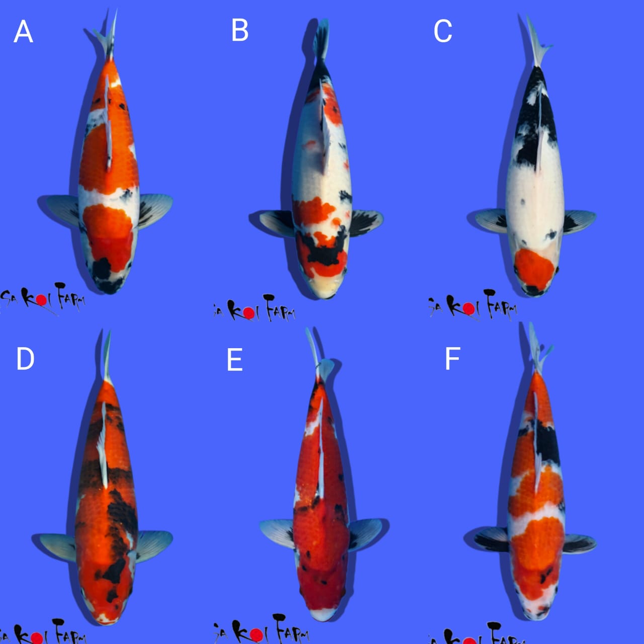 Lelang Koi Online, Jual Beli Ikan Koi, Pasar Koi Terbaik, Agen Lelang Koi, Penawaran Koi Berkualitas, Harga Jual Koi, Lelang Ikan Koi Import, Beli Koi Online, Jual Koi Murah, Koi Showroom, Penjual Koi Terpercaya, Lelang Koi Jakarta, Jual Koi Lokal, Koi Kualitas Unggul, Harga Terbaik Koi, Jual Koi Indukan, Lelang Ikan Hias Koi, Pasar Koi Indonesia, Beli Koi Berkualitas Tinggi, Koi Farm Terbesar, Jual Beli Koi Impor, Lelang Ikan Koi Kualitas Premium, Daftar Harga Koi Terbaru, Pusat Jual Beli Koi, Info Lelang Koi Hari Ini.