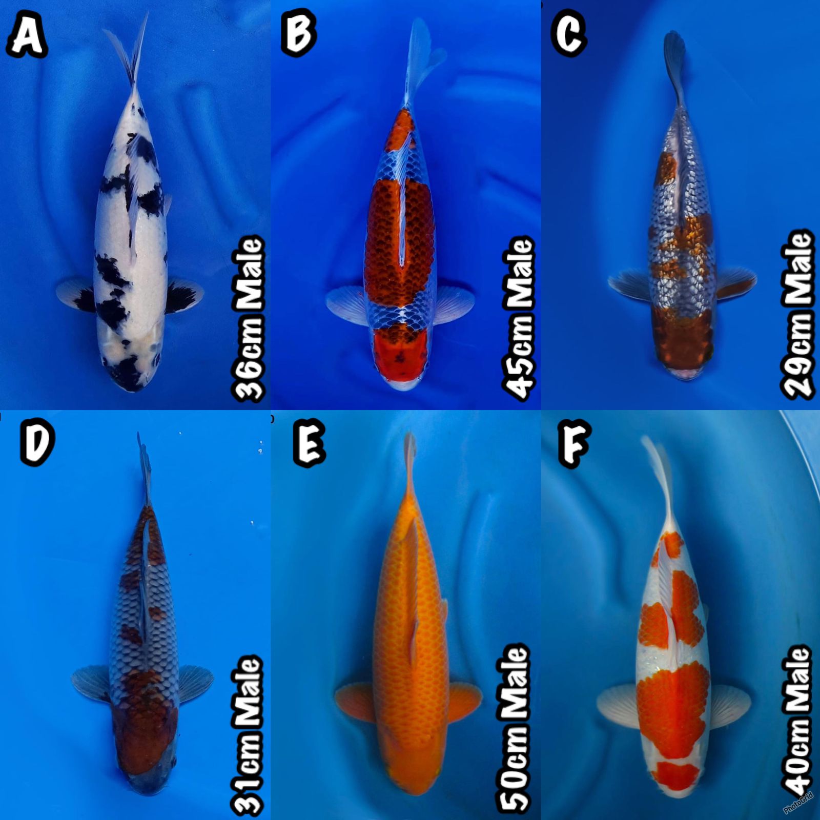 Lelang Koi Online, Jual Beli Ikan Koi, Pasar Koi Terbaik, Agen Lelang Koi, Penawaran Koi Berkualitas, Harga Jual Koi, Lelang Ikan Koi Import, Beli Koi Online, Jual Koi Murah, Koi Showroom, Penjual Koi Terpercaya, Lelang Koi Jakarta, Jual Koi Lokal, Koi Kualitas Unggul, Harga Terbaik Koi, Jual Koi Indukan, Lelang Ikan Hias Koi, Pasar Koi Indonesia, Beli Koi Berkualitas Tinggi, Koi Farm Terbesar, Jual Beli Koi Impor, Lelang Ikan Koi Kualitas Premium, Daftar Harga Koi Terbaru, Pusat Jual Beli Koi, Info Lelang Koi Hari Ini.