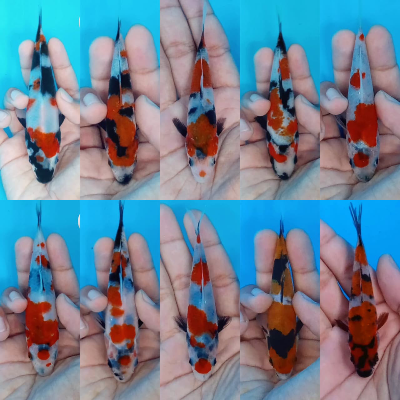Lelang Koi Online, Jual Beli Ikan Koi, Pasar Koi Terbaik, Agen Lelang Koi, Penawaran Koi Berkualitas, Harga Jual Koi, Lelang Ikan Koi Import, Beli Koi Online, Jual Koi Murah, Koi Showroom, Penjual Koi Terpercaya, Lelang Koi Jakarta, Jual Koi Lokal, Koi Kualitas Unggul, Harga Terbaik Koi, Jual Koi Indukan, Lelang Ikan Hias Koi, Pasar Koi Indonesia, Beli Koi Berkualitas Tinggi, Koi Farm Terbesar, Jual Beli Koi Impor, Lelang Ikan Koi Kualitas Premium, Daftar Harga Koi Terbaru, Pusat Jual Beli Koi, Info Lelang Koi Hari Ini.