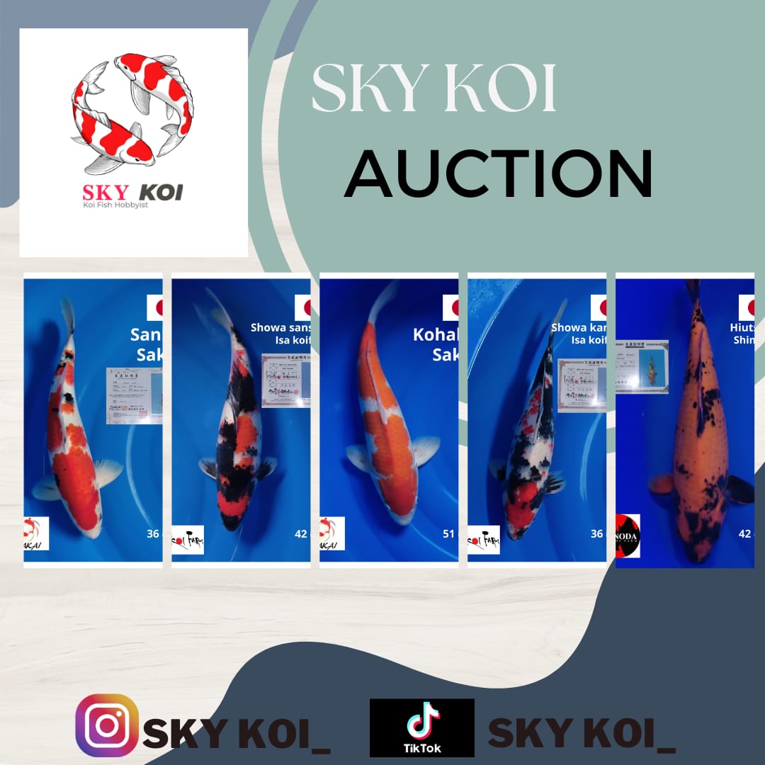 Lelang Koi Online, Jual Beli Ikan Koi, Pasar Koi Terbaik, Agen Lelang Koi, Penawaran Koi Berkualitas, Harga Jual Koi, Lelang Ikan Koi Import, Beli Koi Online, Jual Koi Murah, Koi Showroom, Penjual Koi Terpercaya, Lelang Koi Jakarta, Jual Koi Lokal, Koi Kualitas Unggul, Harga Terbaik Koi, Jual Koi Indukan, Lelang Ikan Hias Koi, Pasar Koi Indonesia, Beli Koi Berkualitas Tinggi, Koi Farm Terbesar, Jual Beli Koi Impor, Lelang Ikan Koi Kualitas Premium, Daftar Harga Koi Terbaru, Pusat Jual Beli Koi, Info Lelang Koi Hari Ini.
