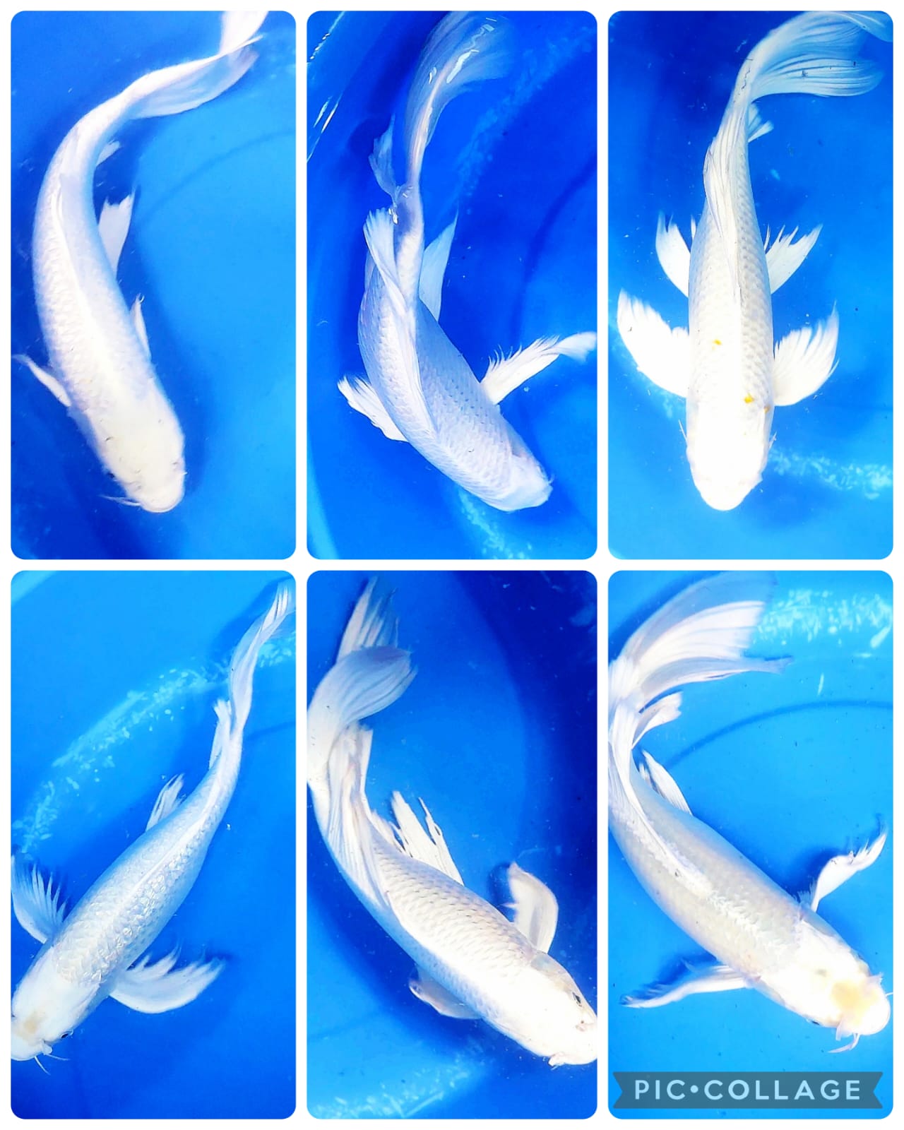 Lelang Koi Online, Jual Beli Ikan Koi, Pasar Koi Terbaik, Agen Lelang Koi, Penawaran Koi Berkualitas, Harga Jual Koi, Lelang Ikan Koi Import, Beli Koi Online, Jual Koi Murah, Koi Showroom, Penjual Koi Terpercaya, Lelang Koi Jakarta, Jual Koi Lokal, Koi Kualitas Unggul, Harga Terbaik Koi, Jual Koi Indukan, Lelang Ikan Hias Koi, Pasar Koi Indonesia, Beli Koi Berkualitas Tinggi, Koi Farm Terbesar, Jual Beli Koi Impor, Lelang Ikan Koi Kualitas Premium, Daftar Harga Koi Terbaru, Pusat Jual Beli Koi, Info Lelang Koi Hari Ini.