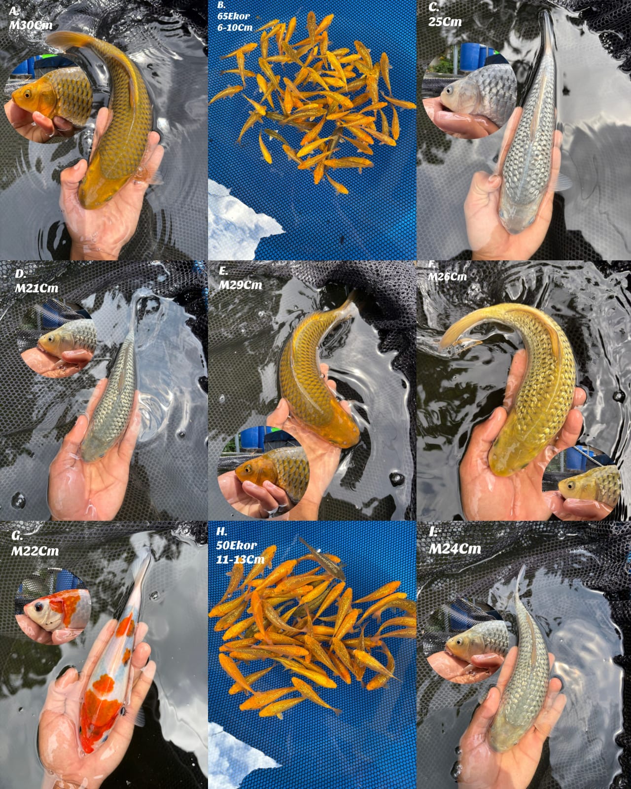 Lelang Koi Online, Jual Beli Ikan Koi, Pasar Koi Terbaik, Agen Lelang Koi, Penawaran Koi Berkualitas, Harga Jual Koi, Lelang Ikan Koi Import, Beli Koi Online, Jual Koi Murah, Koi Showroom, Penjual Koi Terpercaya, Lelang Koi Jakarta, Jual Koi Lokal, Koi Kualitas Unggul, Harga Terbaik Koi, Jual Koi Indukan, Lelang Ikan Hias Koi, Pasar Koi Indonesia, Beli Koi Berkualitas Tinggi, Koi Farm Terbesar, Jual Beli Koi Impor, Lelang Ikan Koi Kualitas Premium, Daftar Harga Koi Terbaru, Pusat Jual Beli Koi, Info Lelang Koi Hari Ini.