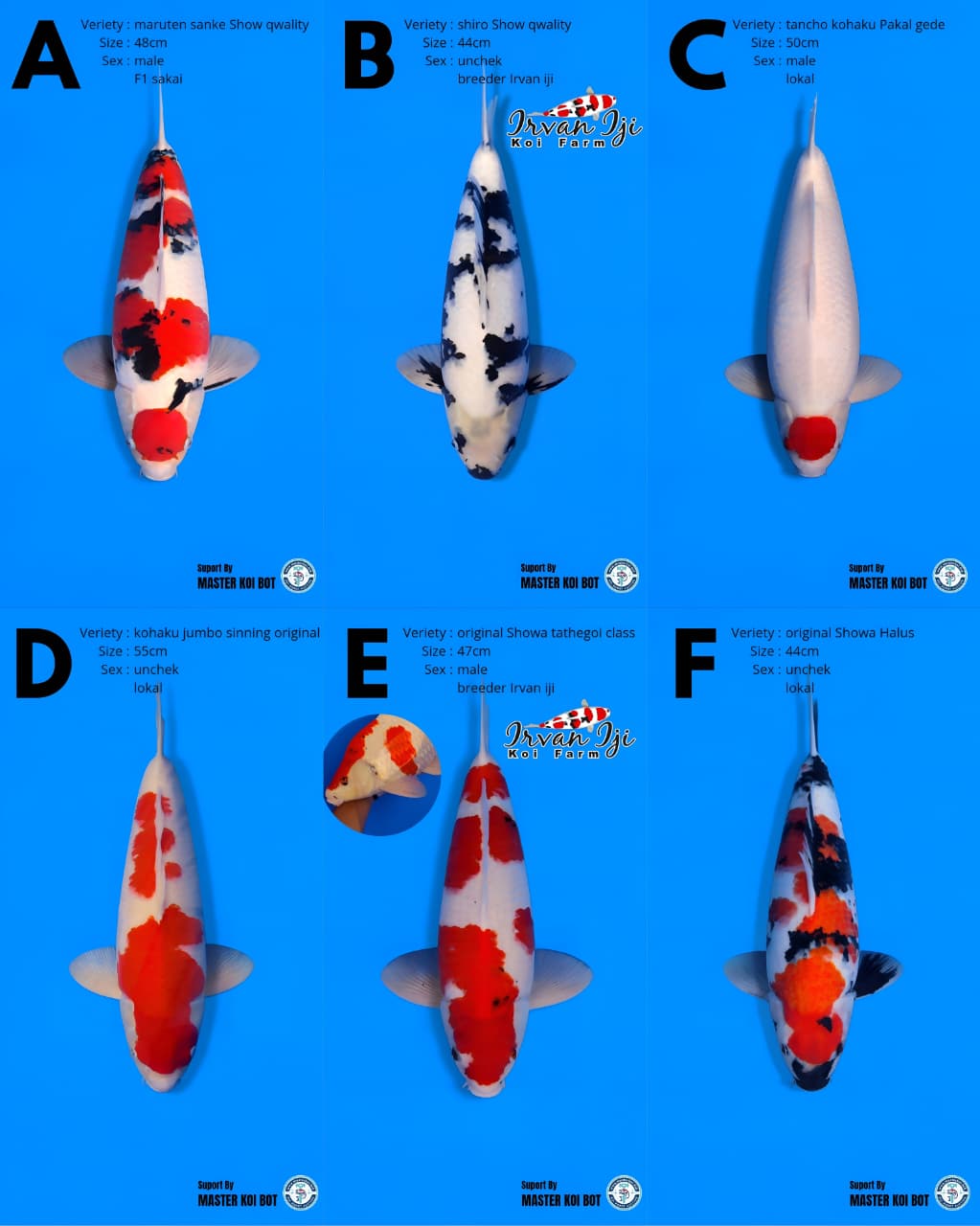 Lelang Koi Online, Jual Beli Ikan Koi, Pasar Koi Terbaik, Agen Lelang Koi, Penawaran Koi Berkualitas, Harga Jual Koi, Lelang Ikan Koi Import, Beli Koi Online, Jual Koi Murah, Koi Showroom, Penjual Koi Terpercaya, Lelang Koi Jakarta, Jual Koi Lokal, Koi Kualitas Unggul, Harga Terbaik Koi, Jual Koi Indukan, Lelang Ikan Hias Koi, Pasar Koi Indonesia, Beli Koi Berkualitas Tinggi, Koi Farm Terbesar, Jual Beli Koi Impor, Lelang Ikan Koi Kualitas Premium, Daftar Harga Koi Terbaru, Pusat Jual Beli Koi, Info Lelang Koi Hari Ini.