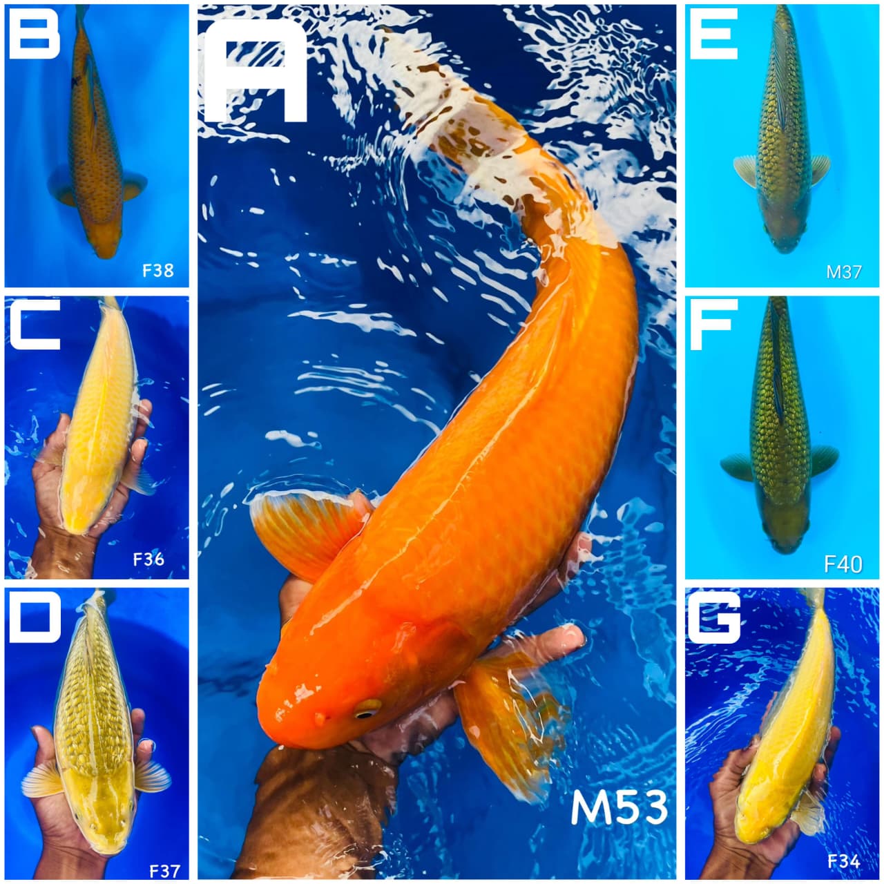 Lelang Koi Online, Jual Beli Ikan Koi, Pasar Koi Terbaik, Agen Lelang Koi, Penawaran Koi Berkualitas, Harga Jual Koi, Lelang Ikan Koi Import, Beli Koi Online, Jual Koi Murah, Koi Showroom, Penjual Koi Terpercaya, Lelang Koi Jakarta, Jual Koi Lokal, Koi Kualitas Unggul, Harga Terbaik Koi, Jual Koi Indukan, Lelang Ikan Hias Koi, Pasar Koi Indonesia, Beli Koi Berkualitas Tinggi, Koi Farm Terbesar, Jual Beli Koi Impor, Lelang Ikan Koi Kualitas Premium, Daftar Harga Koi Terbaru, Pusat Jual Beli Koi, Info Lelang Koi Hari Ini.
