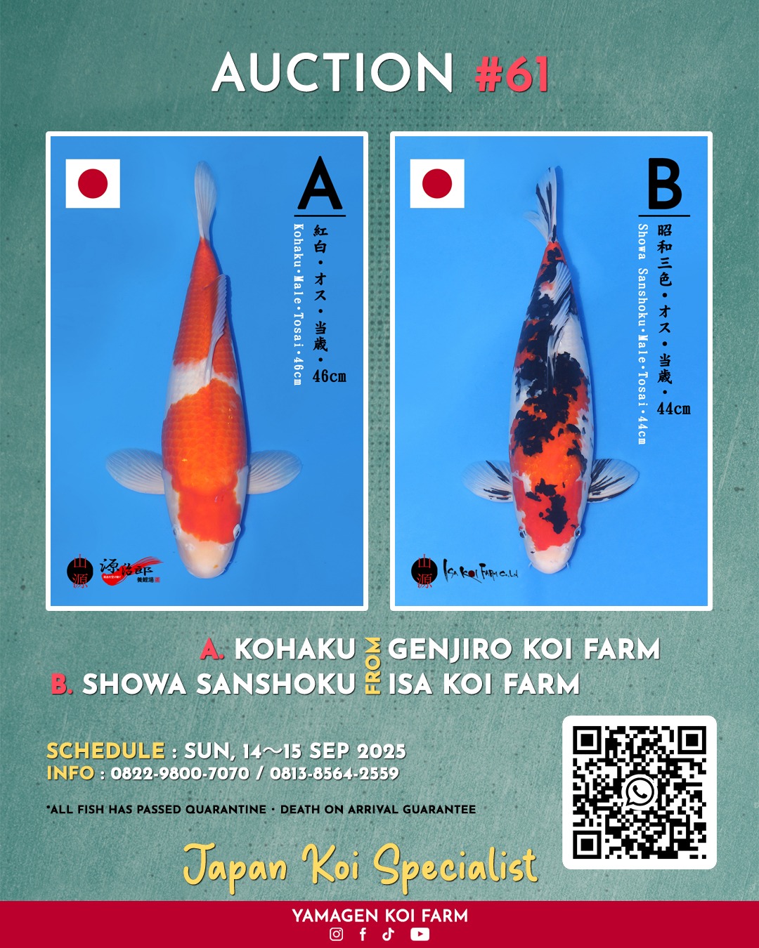 Lelang Koi Online, Jual Beli Ikan Koi, Pasar Koi Terbaik, Agen Lelang Koi, Penawaran Koi Berkualitas, Harga Jual Koi, Lelang Ikan Koi Import, Beli Koi Online, Jual Koi Murah, Koi Showroom, Penjual Koi Terpercaya, Lelang Koi Jakarta, Jual Koi Lokal, Koi Kualitas Unggul, Harga Terbaik Koi, Jual Koi Indukan, Lelang Ikan Hias Koi, Pasar Koi Indonesia, Beli Koi Berkualitas Tinggi, Koi Farm Terbesar, Jual Beli Koi Impor, Lelang Ikan Koi Kualitas Premium, Daftar Harga Koi Terbaru, Pusat Jual Beli Koi, Info Lelang Koi Hari Ini.