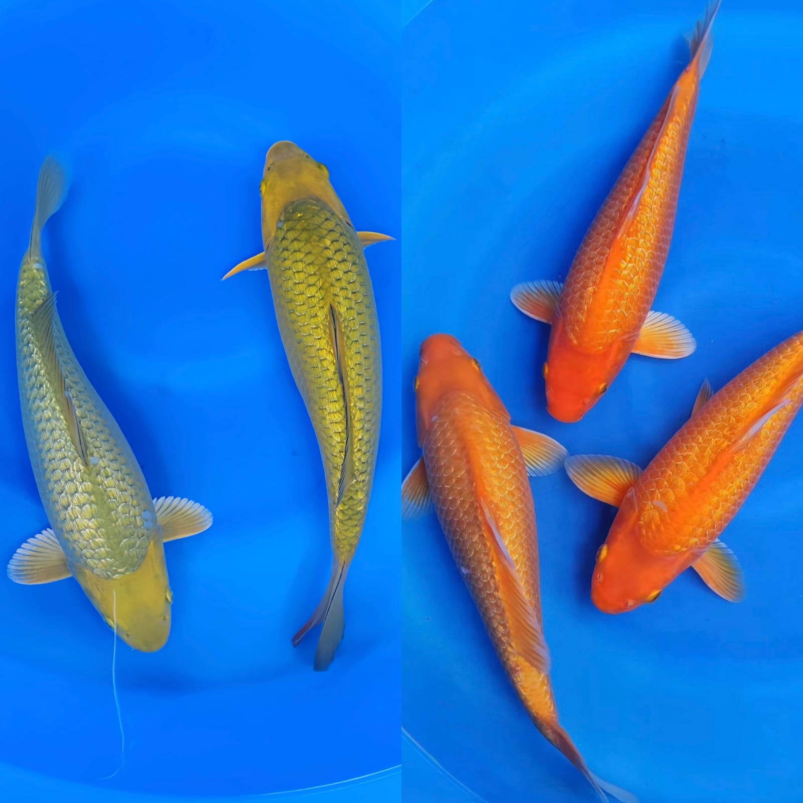 Lelang Koi Online, Jual Beli Ikan Koi, Pasar Koi Terbaik, Agen Lelang Koi, Penawaran Koi Berkualitas, Harga Jual Koi, Lelang Ikan Koi Import, Beli Koi Online, Jual Koi Murah, Koi Showroom, Penjual Koi Terpercaya, Lelang Koi Jakarta, Jual Koi Lokal, Koi Kualitas Unggul, Harga Terbaik Koi, Jual Koi Indukan, Lelang Ikan Hias Koi, Pasar Koi Indonesia, Beli Koi Berkualitas Tinggi, Koi Farm Terbesar, Jual Beli Koi Impor, Lelang Ikan Koi Kualitas Premium, Daftar Harga Koi Terbaru, Pusat Jual Beli Koi, Info Lelang Koi Hari Ini.