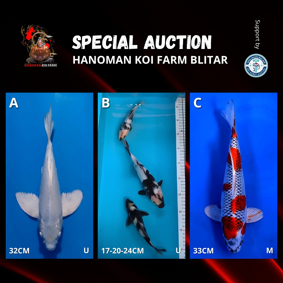 Lelang Koi Online, Jual Beli Ikan Koi, Pasar Koi Terbaik, Agen Lelang Koi, Penawaran Koi Berkualitas, Harga Jual Koi, Lelang Ikan Koi Import, Beli Koi Online, Jual Koi Murah, Koi Showroom, Penjual Koi Terpercaya, Lelang Koi Jakarta, Jual Koi Lokal, Koi Kualitas Unggul, Harga Terbaik Koi, Jual Koi Indukan, Lelang Ikan Hias Koi, Pasar Koi Indonesia, Beli Koi Berkualitas Tinggi, Koi Farm Terbesar, Jual Beli Koi Impor, Lelang Ikan Koi Kualitas Premium, Daftar Harga Koi Terbaru, Pusat Jual Beli Koi, Info Lelang Koi Hari Ini.