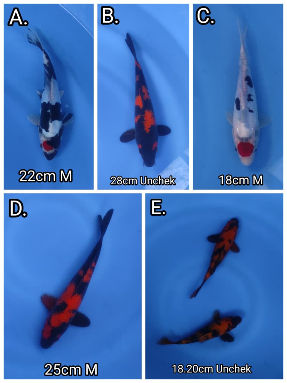 Lelang Koi Online, Jual Beli Ikan Koi, Pasar Koi Terbaik, Agen Lelang Koi, Penawaran Koi Berkualitas, Harga Jual Koi, Lelang Ikan Koi Import, Beli Koi Online, Jual Koi Murah, Koi Showroom, Penjual Koi Terpercaya, Lelang Koi Jakarta, Jual Koi Lokal, Koi Kualitas Unggul, Harga Terbaik Koi, Jual Koi Indukan, Lelang Ikan Hias Koi, Pasar Koi Indonesia, Beli Koi Berkualitas Tinggi, Koi Farm Terbesar, Jual Beli Koi Impor, Lelang Ikan Koi Kualitas Premium, Daftar Harga Koi Terbaru, Pusat Jual Beli Koi, Info Lelang Koi Hari Ini.
