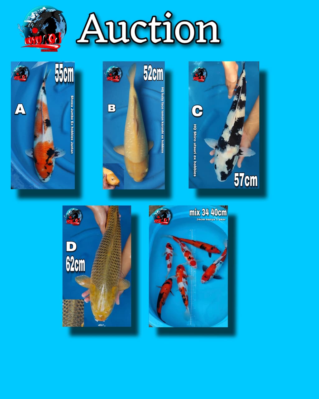 Lelang Koi Online, Jual Beli Ikan Koi, Pasar Koi Terbaik, Agen Lelang Koi, Penawaran Koi Berkualitas, Harga Jual Koi, Lelang Ikan Koi Import, Beli Koi Online, Jual Koi Murah, Koi Showroom, Penjual Koi Terpercaya, Lelang Koi Jakarta, Jual Koi Lokal, Koi Kualitas Unggul, Harga Terbaik Koi, Jual Koi Indukan, Lelang Ikan Hias Koi, Pasar Koi Indonesia, Beli Koi Berkualitas Tinggi, Koi Farm Terbesar, Jual Beli Koi Impor, Lelang Ikan Koi Kualitas Premium, Daftar Harga Koi Terbaru, Pusat Jual Beli Koi, Info Lelang Koi Hari Ini.