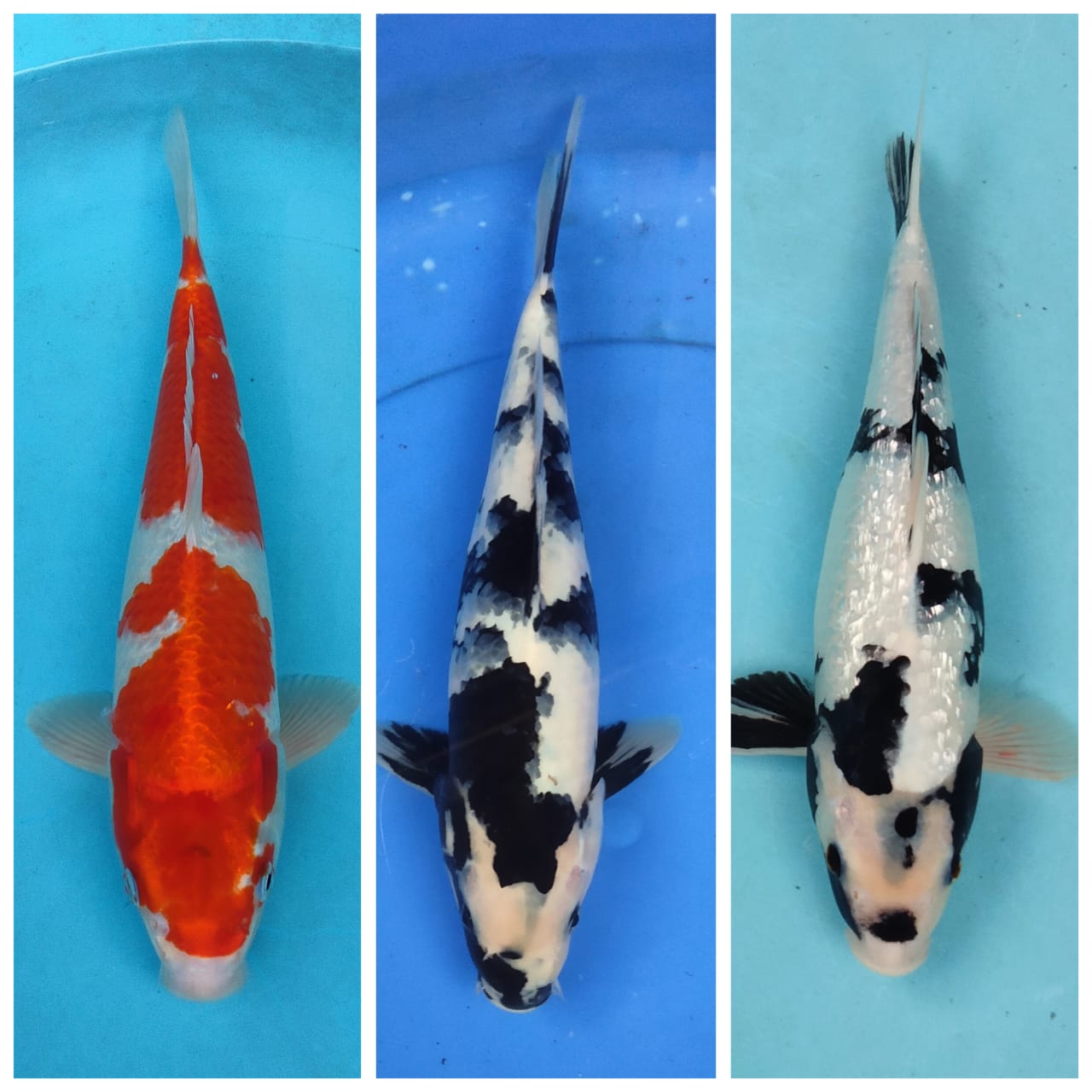 Lelang Koi Online, Jual Beli Ikan Koi, Pasar Koi Terbaik, Agen Lelang Koi, Penawaran Koi Berkualitas, Harga Jual Koi, Lelang Ikan Koi Import, Beli Koi Online, Jual Koi Murah, Koi Showroom, Penjual Koi Terpercaya, Lelang Koi Jakarta, Jual Koi Lokal, Koi Kualitas Unggul, Harga Terbaik Koi, Jual Koi Indukan, Lelang Ikan Hias Koi, Pasar Koi Indonesia, Beli Koi Berkualitas Tinggi, Koi Farm Terbesar, Jual Beli Koi Impor, Lelang Ikan Koi Kualitas Premium, Daftar Harga Koi Terbaru, Pusat Jual Beli Koi, Info Lelang Koi Hari Ini.