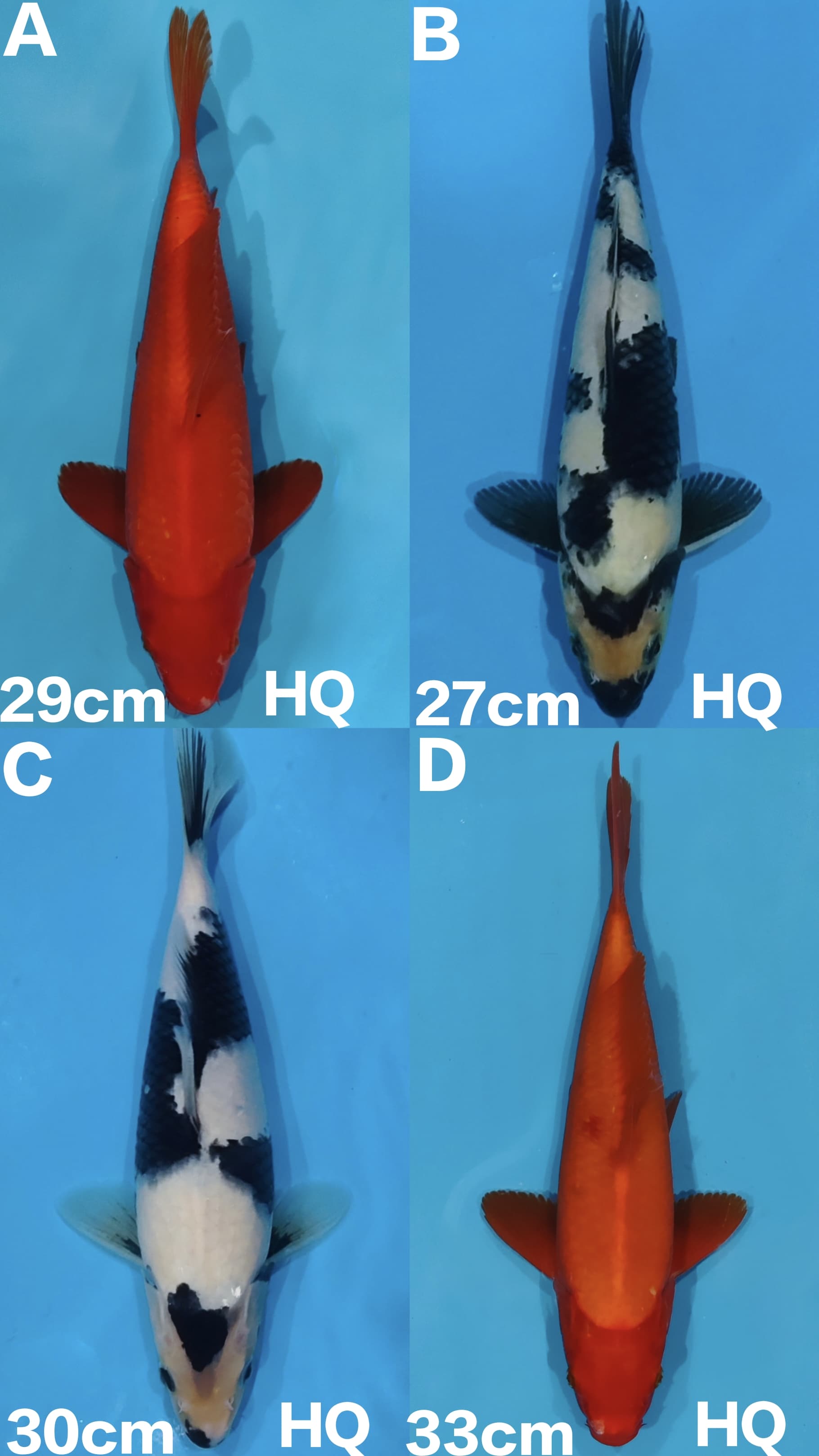 Lelang Koi Online, Jual Beli Ikan Koi, Pasar Koi Terbaik, Agen Lelang Koi, Penawaran Koi Berkualitas, Harga Jual Koi, Lelang Ikan Koi Import, Beli Koi Online, Jual Koi Murah, Koi Showroom, Penjual Koi Terpercaya, Lelang Koi Jakarta, Jual Koi Lokal, Koi Kualitas Unggul, Harga Terbaik Koi, Jual Koi Indukan, Lelang Ikan Hias Koi, Pasar Koi Indonesia, Beli Koi Berkualitas Tinggi, Koi Farm Terbesar, Jual Beli Koi Impor, Lelang Ikan Koi Kualitas Premium, Daftar Harga Koi Terbaru, Pusat Jual Beli Koi, Info Lelang Koi Hari Ini.