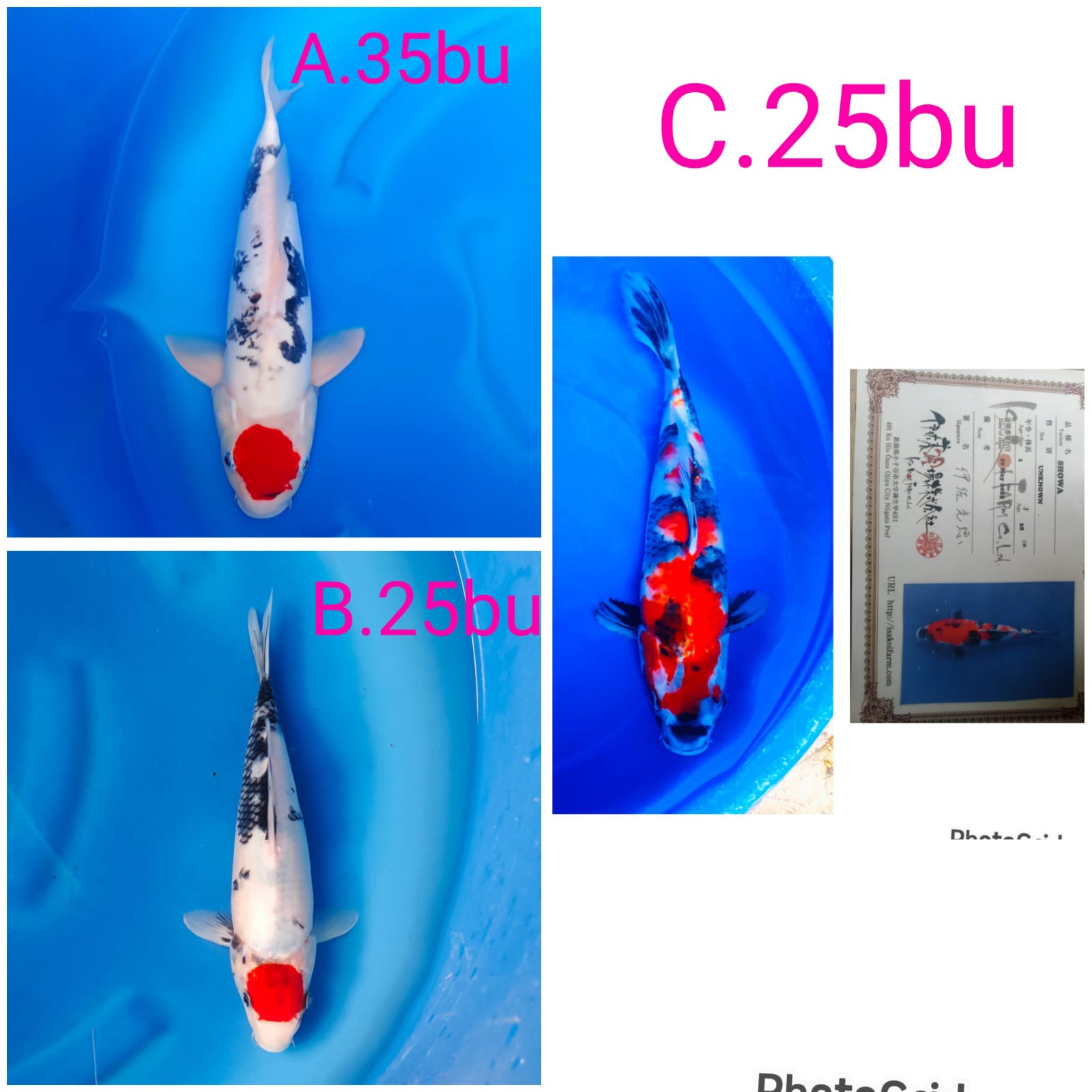 Lelang Koi Online, Jual Beli Ikan Koi, Pasar Koi Terbaik, Agen Lelang Koi, Penawaran Koi Berkualitas, Harga Jual Koi, Lelang Ikan Koi Import, Beli Koi Online, Jual Koi Murah, Koi Showroom, Penjual Koi Terpercaya, Lelang Koi Jakarta, Jual Koi Lokal, Koi Kualitas Unggul, Harga Terbaik Koi, Jual Koi Indukan, Lelang Ikan Hias Koi, Pasar Koi Indonesia, Beli Koi Berkualitas Tinggi, Koi Farm Terbesar, Jual Beli Koi Impor, Lelang Ikan Koi Kualitas Premium, Daftar Harga Koi Terbaru, Pusat Jual Beli Koi, Info Lelang Koi Hari Ini.