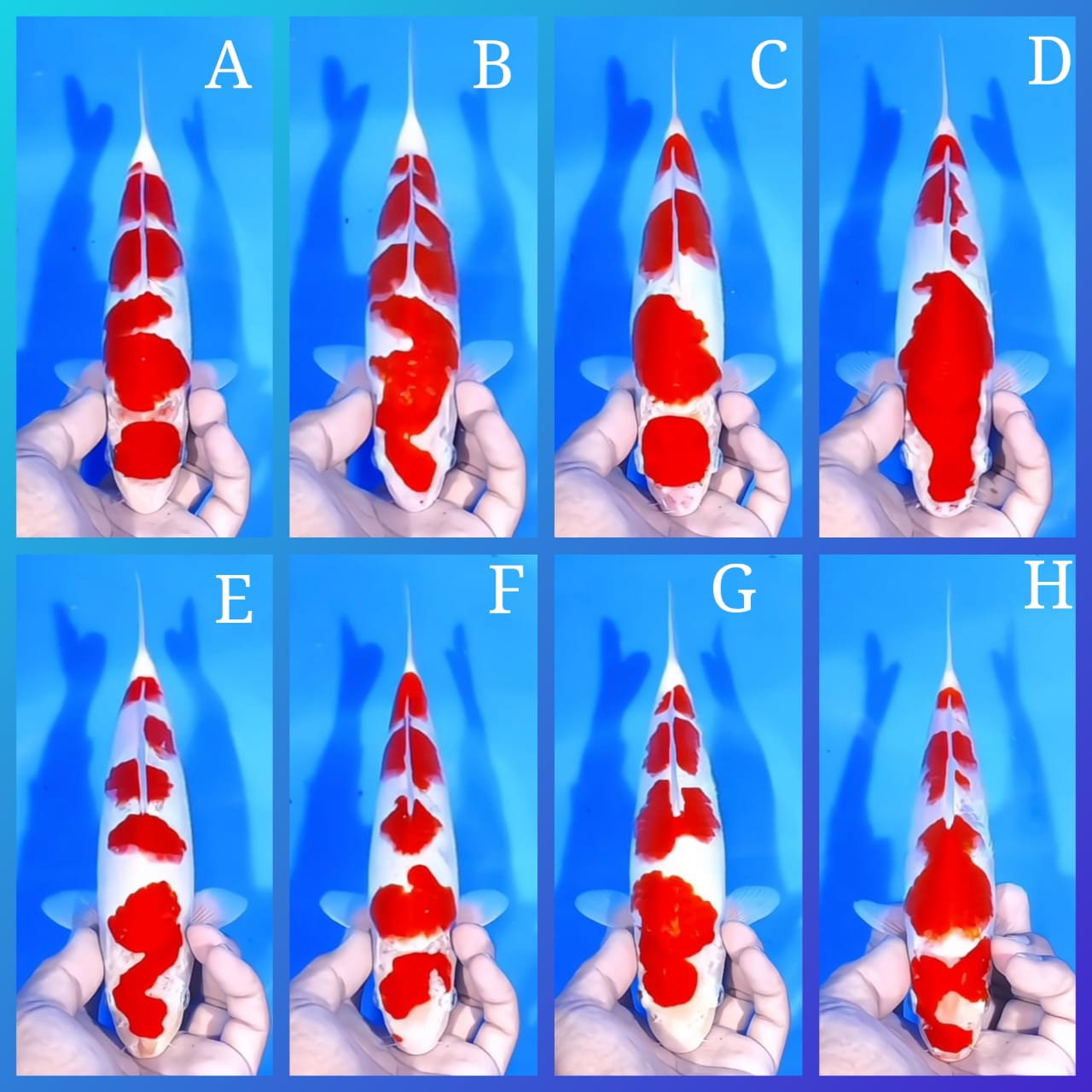 Lelang Koi Online, Jual Beli Ikan Koi, Pasar Koi Terbaik, Agen Lelang Koi, Penawaran Koi Berkualitas, Harga Jual Koi, Lelang Ikan Koi Import, Beli Koi Online, Jual Koi Murah, Koi Showroom, Penjual Koi Terpercaya, Lelang Koi Jakarta, Jual Koi Lokal, Koi Kualitas Unggul, Harga Terbaik Koi, Jual Koi Indukan, Lelang Ikan Hias Koi, Pasar Koi Indonesia, Beli Koi Berkualitas Tinggi, Koi Farm Terbesar, Jual Beli Koi Impor, Lelang Ikan Koi Kualitas Premium, Daftar Harga Koi Terbaru, Pusat Jual Beli Koi, Info Lelang Koi Hari Ini.
