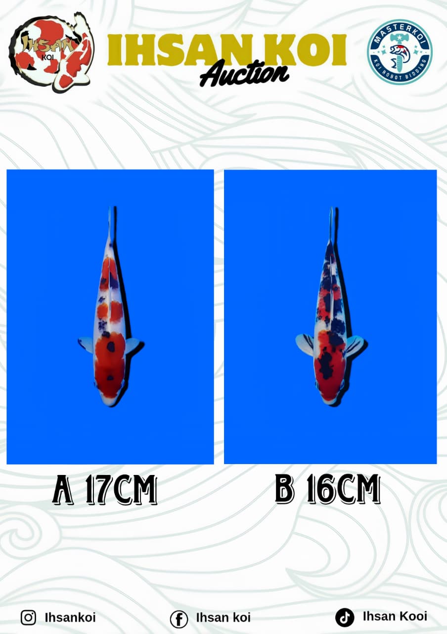 Lelang Koi Online, Jual Beli Ikan Koi, Pasar Koi Terbaik, Agen Lelang Koi, Penawaran Koi Berkualitas, Harga Jual Koi, Lelang Ikan Koi Import, Beli Koi Online, Jual Koi Murah, Koi Showroom, Penjual Koi Terpercaya, Lelang Koi Jakarta, Jual Koi Lokal, Koi Kualitas Unggul, Harga Terbaik Koi, Jual Koi Indukan, Lelang Ikan Hias Koi, Pasar Koi Indonesia, Beli Koi Berkualitas Tinggi, Koi Farm Terbesar, Jual Beli Koi Impor, Lelang Ikan Koi Kualitas Premium, Daftar Harga Koi Terbaru, Pusat Jual Beli Koi, Info Lelang Koi Hari Ini.