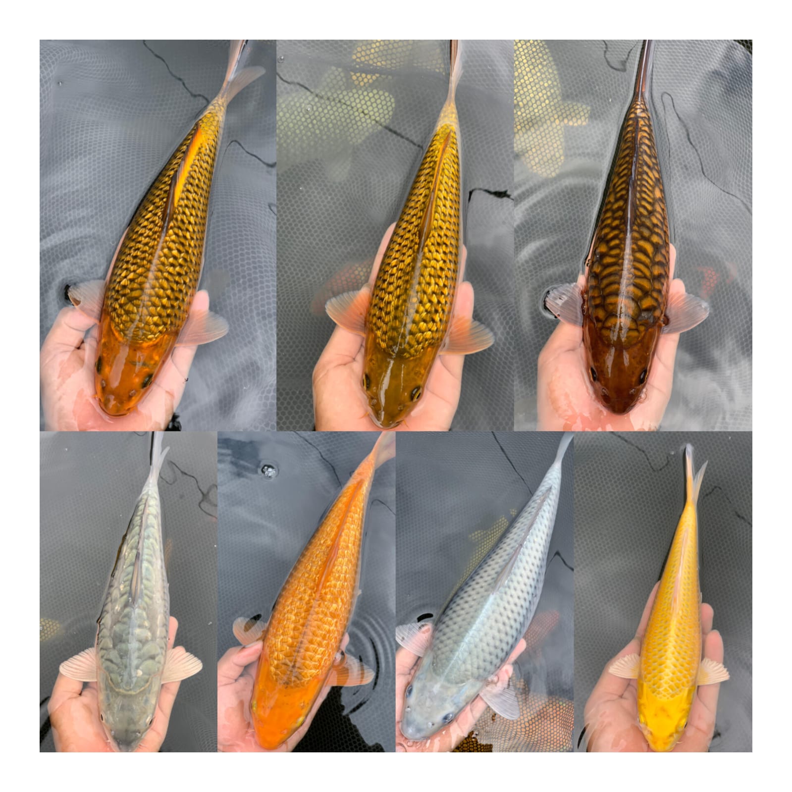 Lelang Koi Online, Jual Beli Ikan Koi, Pasar Koi Terbaik, Agen Lelang Koi, Penawaran Koi Berkualitas, Harga Jual Koi, Lelang Ikan Koi Import, Beli Koi Online, Jual Koi Murah, Koi Showroom, Penjual Koi Terpercaya, Lelang Koi Jakarta, Jual Koi Lokal, Koi Kualitas Unggul, Harga Terbaik Koi, Jual Koi Indukan, Lelang Ikan Hias Koi, Pasar Koi Indonesia, Beli Koi Berkualitas Tinggi, Koi Farm Terbesar, Jual Beli Koi Impor, Lelang Ikan Koi Kualitas Premium, Daftar Harga Koi Terbaru, Pusat Jual Beli Koi, Info Lelang Koi Hari Ini.