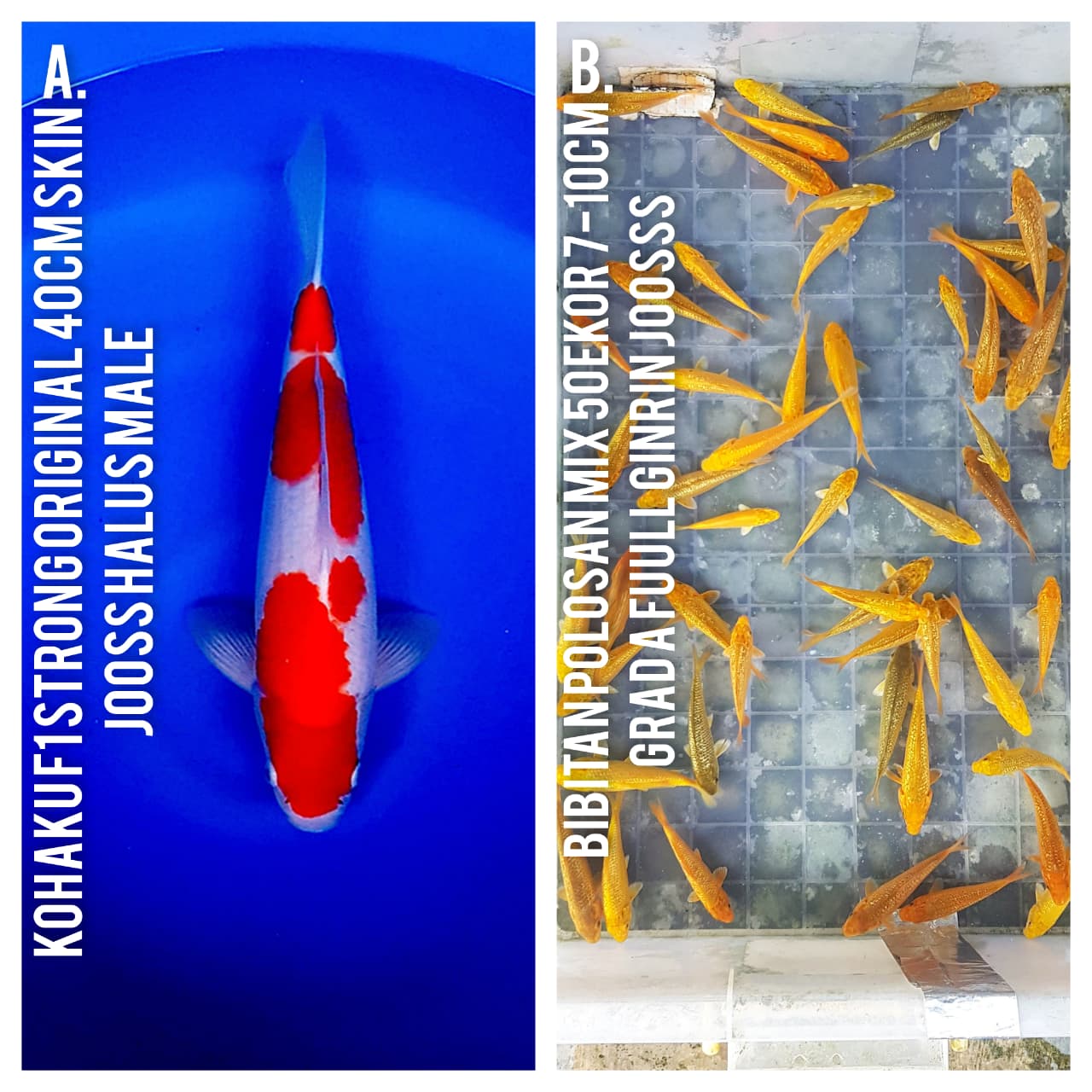 Lelang Koi Online, Jual Beli Ikan Koi, Pasar Koi Terbaik, Agen Lelang Koi, Penawaran Koi Berkualitas, Harga Jual Koi, Lelang Ikan Koi Import, Beli Koi Online, Jual Koi Murah, Koi Showroom, Penjual Koi Terpercaya, Lelang Koi Jakarta, Jual Koi Lokal, Koi Kualitas Unggul, Harga Terbaik Koi, Jual Koi Indukan, Lelang Ikan Hias Koi, Pasar Koi Indonesia, Beli Koi Berkualitas Tinggi, Koi Farm Terbesar, Jual Beli Koi Impor, Lelang Ikan Koi Kualitas Premium, Daftar Harga Koi Terbaru, Pusat Jual Beli Koi, Info Lelang Koi Hari Ini.