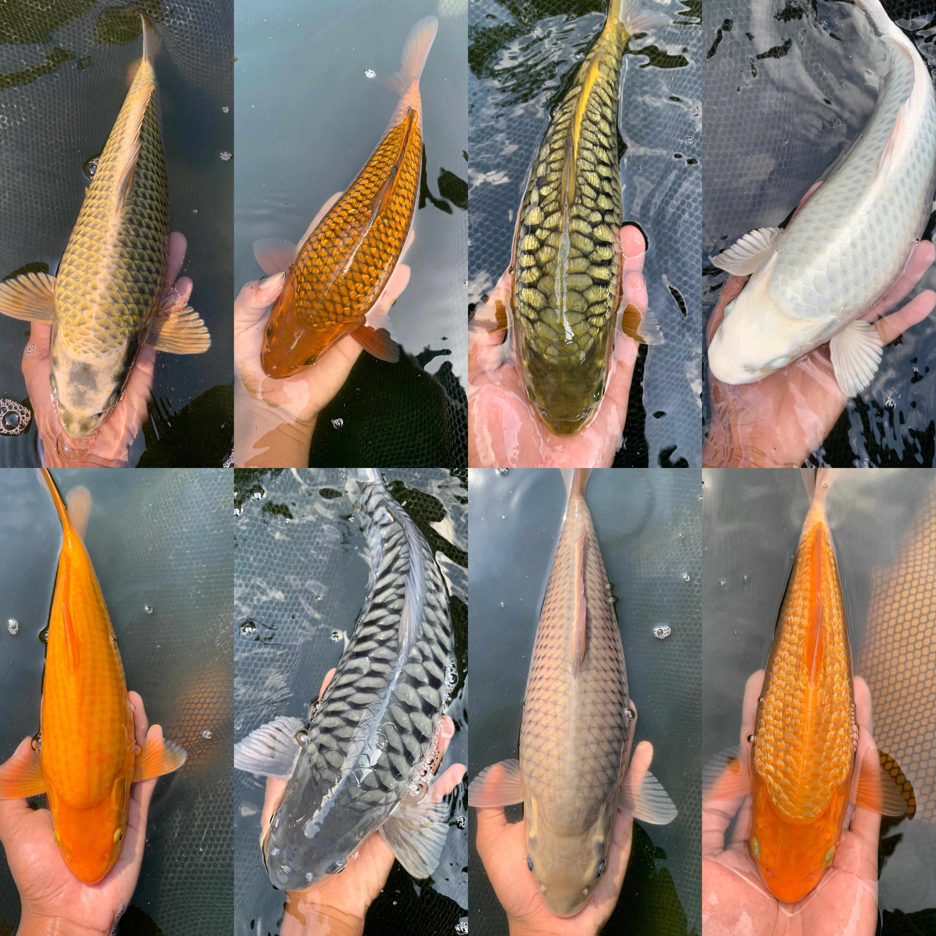 Lelang Koi Online, Jual Beli Ikan Koi, Pasar Koi Terbaik, Agen Lelang Koi, Penawaran Koi Berkualitas, Harga Jual Koi, Lelang Ikan Koi Import, Beli Koi Online, Jual Koi Murah, Koi Showroom, Penjual Koi Terpercaya, Lelang Koi Jakarta, Jual Koi Lokal, Koi Kualitas Unggul, Harga Terbaik Koi, Jual Koi Indukan, Lelang Ikan Hias Koi, Pasar Koi Indonesia, Beli Koi Berkualitas Tinggi, Koi Farm Terbesar, Jual Beli Koi Impor, Lelang Ikan Koi Kualitas Premium, Daftar Harga Koi Terbaru, Pusat Jual Beli Koi, Info Lelang Koi Hari Ini.