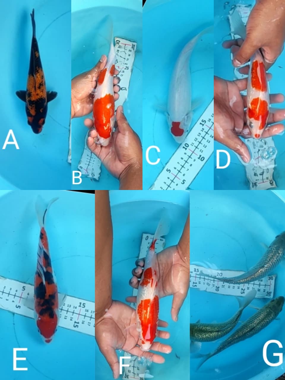 Lelang Koi Online, Jual Beli Ikan Koi, Pasar Koi Terbaik, Agen Lelang Koi, Penawaran Koi Berkualitas, Harga Jual Koi, Lelang Ikan Koi Import, Beli Koi Online, Jual Koi Murah, Koi Showroom, Penjual Koi Terpercaya, Lelang Koi Jakarta, Jual Koi Lokal, Koi Kualitas Unggul, Harga Terbaik Koi, Jual Koi Indukan, Lelang Ikan Hias Koi, Pasar Koi Indonesia, Beli Koi Berkualitas Tinggi, Koi Farm Terbesar, Jual Beli Koi Impor, Lelang Ikan Koi Kualitas Premium, Daftar Harga Koi Terbaru, Pusat Jual Beli Koi, Info Lelang Koi Hari Ini.