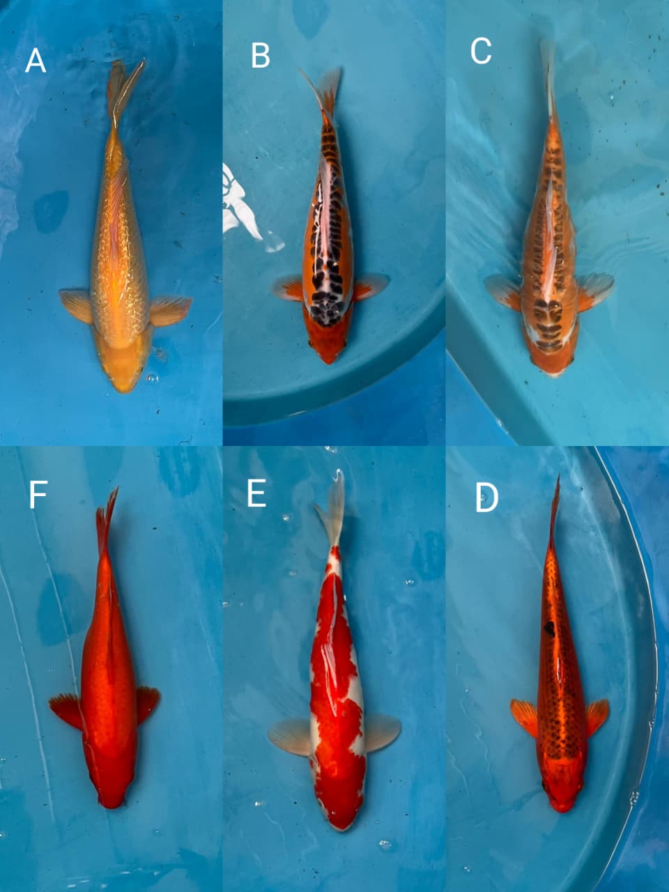 Lelang Koi Online, Jual Beli Ikan Koi, Pasar Koi Terbaik, Agen Lelang Koi, Penawaran Koi Berkualitas, Harga Jual Koi, Lelang Ikan Koi Import, Beli Koi Online, Jual Koi Murah, Koi Showroom, Penjual Koi Terpercaya, Lelang Koi Jakarta, Jual Koi Lokal, Koi Kualitas Unggul, Harga Terbaik Koi, Jual Koi Indukan, Lelang Ikan Hias Koi, Pasar Koi Indonesia, Beli Koi Berkualitas Tinggi, Koi Farm Terbesar, Jual Beli Koi Impor, Lelang Ikan Koi Kualitas Premium, Daftar Harga Koi Terbaru, Pusat Jual Beli Koi, Info Lelang Koi Hari Ini.