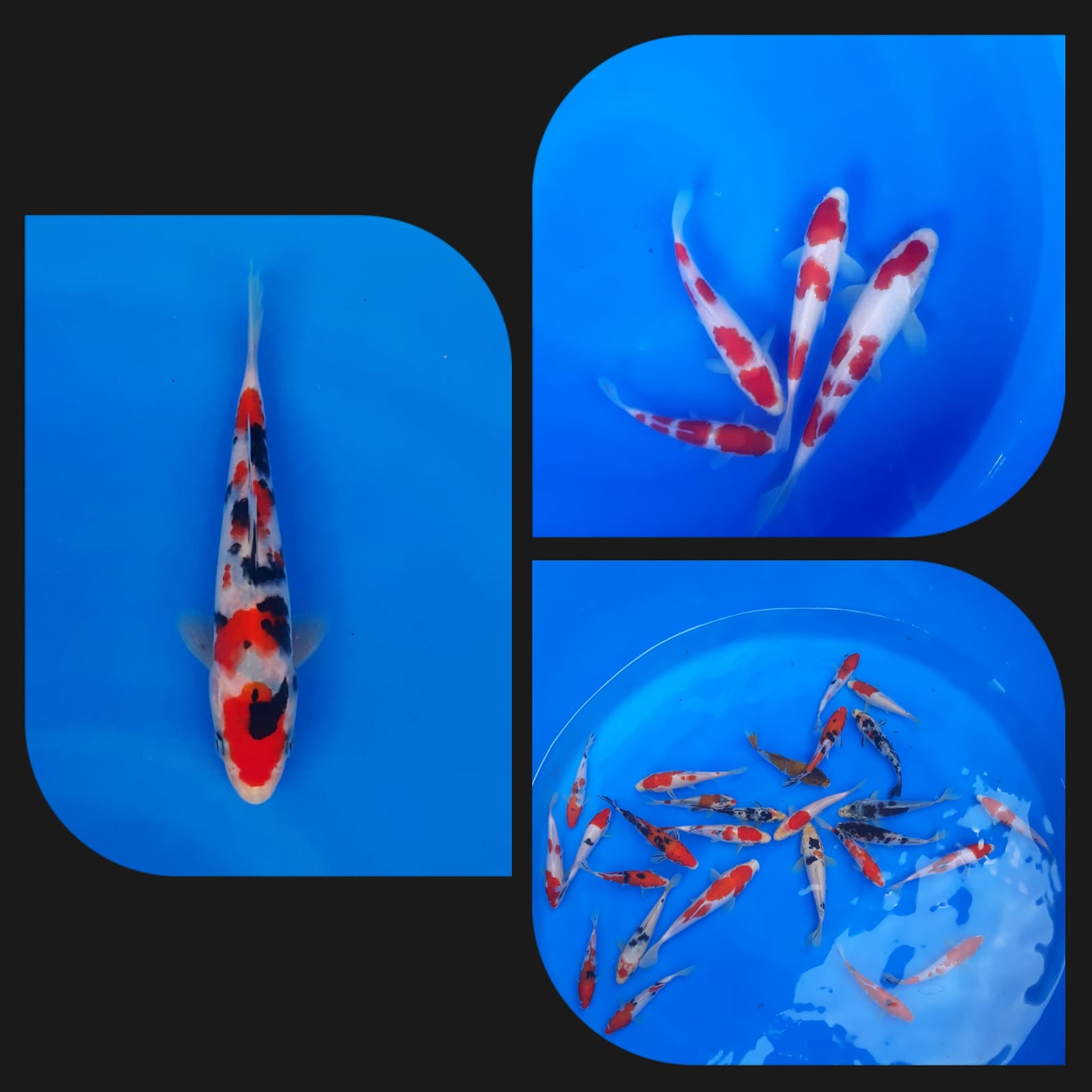 Lelang Koi Online, Jual Beli Ikan Koi, Pasar Koi Terbaik, Agen Lelang Koi, Penawaran Koi Berkualitas, Harga Jual Koi, Lelang Ikan Koi Import, Beli Koi Online, Jual Koi Murah, Koi Showroom, Penjual Koi Terpercaya, Lelang Koi Jakarta, Jual Koi Lokal, Koi Kualitas Unggul, Harga Terbaik Koi, Jual Koi Indukan, Lelang Ikan Hias Koi, Pasar Koi Indonesia, Beli Koi Berkualitas Tinggi, Koi Farm Terbesar, Jual Beli Koi Impor, Lelang Ikan Koi Kualitas Premium, Daftar Harga Koi Terbaru, Pusat Jual Beli Koi, Info Lelang Koi Hari Ini.