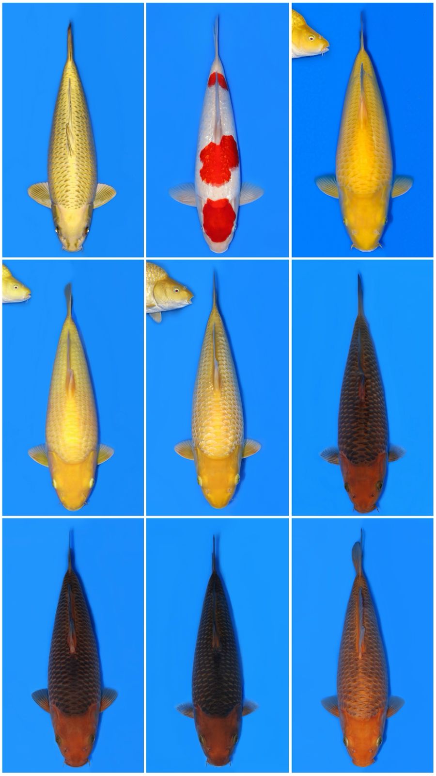 Lelang Koi Online, Jual Beli Ikan Koi, Pasar Koi Terbaik, Agen Lelang Koi, Penawaran Koi Berkualitas, Harga Jual Koi, Lelang Ikan Koi Import, Beli Koi Online, Jual Koi Murah, Koi Showroom, Penjual Koi Terpercaya, Lelang Koi Jakarta, Jual Koi Lokal, Koi Kualitas Unggul, Harga Terbaik Koi, Jual Koi Indukan, Lelang Ikan Hias Koi, Pasar Koi Indonesia, Beli Koi Berkualitas Tinggi, Koi Farm Terbesar, Jual Beli Koi Impor, Lelang Ikan Koi Kualitas Premium, Daftar Harga Koi Terbaru, Pusat Jual Beli Koi, Info Lelang Koi Hari Ini.