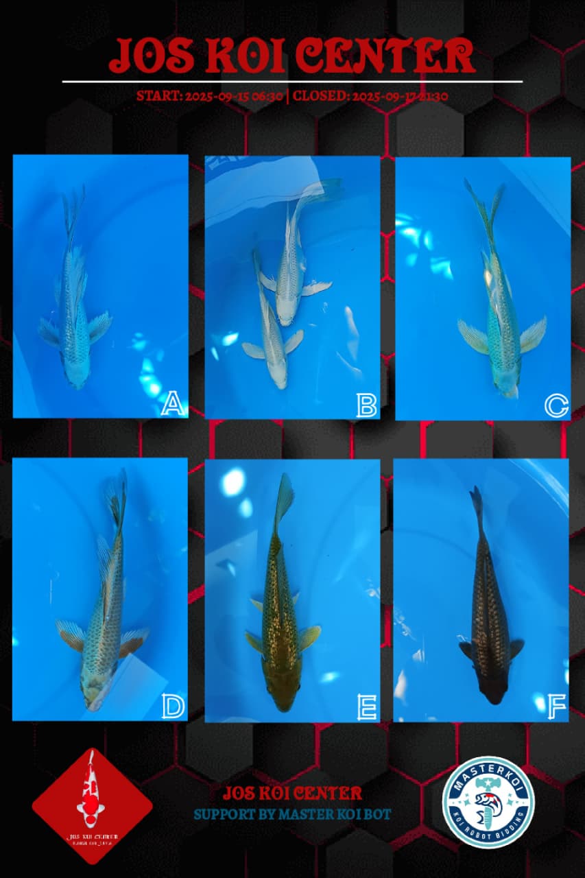 Lelang Koi Online, Jual Beli Ikan Koi, Pasar Koi Terbaik, Agen Lelang Koi, Penawaran Koi Berkualitas, Harga Jual Koi, Lelang Ikan Koi Import, Beli Koi Online, Jual Koi Murah, Koi Showroom, Penjual Koi Terpercaya, Lelang Koi Jakarta, Jual Koi Lokal, Koi Kualitas Unggul, Harga Terbaik Koi, Jual Koi Indukan, Lelang Ikan Hias Koi, Pasar Koi Indonesia, Beli Koi Berkualitas Tinggi, Koi Farm Terbesar, Jual Beli Koi Impor, Lelang Ikan Koi Kualitas Premium, Daftar Harga Koi Terbaru, Pusat Jual Beli Koi, Info Lelang Koi Hari Ini.