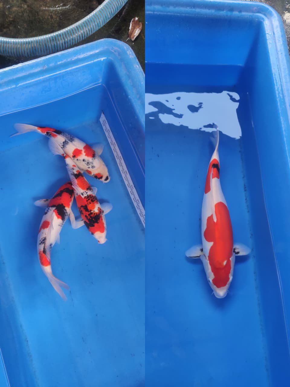 Lelang Koi Online, Jual Beli Ikan Koi, Pasar Koi Terbaik, Agen Lelang Koi, Penawaran Koi Berkualitas, Harga Jual Koi, Lelang Ikan Koi Import, Beli Koi Online, Jual Koi Murah, Koi Showroom, Penjual Koi Terpercaya, Lelang Koi Jakarta, Jual Koi Lokal, Koi Kualitas Unggul, Harga Terbaik Koi, Jual Koi Indukan, Lelang Ikan Hias Koi, Pasar Koi Indonesia, Beli Koi Berkualitas Tinggi, Koi Farm Terbesar, Jual Beli Koi Impor, Lelang Ikan Koi Kualitas Premium, Daftar Harga Koi Terbaru, Pusat Jual Beli Koi, Info Lelang Koi Hari Ini.