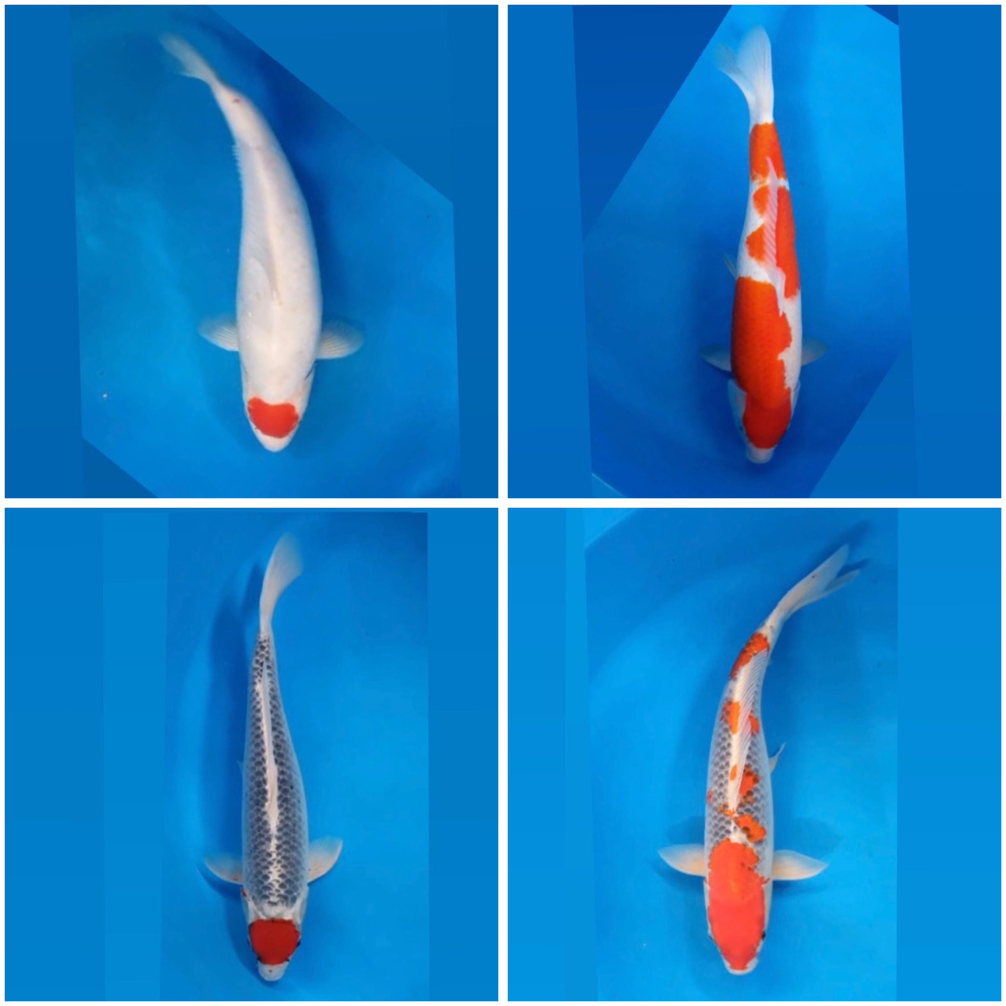 Lelang Koi Online, Jual Beli Ikan Koi, Pasar Koi Terbaik, Agen Lelang Koi, Penawaran Koi Berkualitas, Harga Jual Koi, Lelang Ikan Koi Import, Beli Koi Online, Jual Koi Murah, Koi Showroom, Penjual Koi Terpercaya, Lelang Koi Jakarta, Jual Koi Lokal, Koi Kualitas Unggul, Harga Terbaik Koi, Jual Koi Indukan, Lelang Ikan Hias Koi, Pasar Koi Indonesia, Beli Koi Berkualitas Tinggi, Koi Farm Terbesar, Jual Beli Koi Impor, Lelang Ikan Koi Kualitas Premium, Daftar Harga Koi Terbaru, Pusat Jual Beli Koi, Info Lelang Koi Hari Ini.