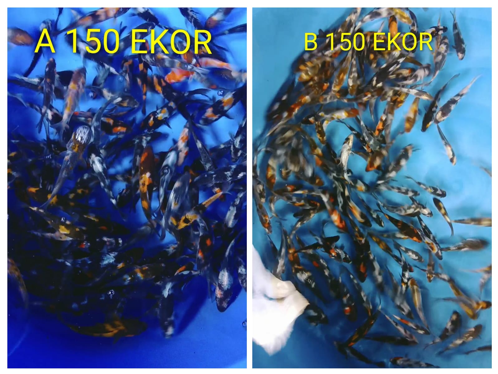 Lelang Koi Online, Jual Beli Ikan Koi, Pasar Koi Terbaik, Agen Lelang Koi, Penawaran Koi Berkualitas, Harga Jual Koi, Lelang Ikan Koi Import, Beli Koi Online, Jual Koi Murah, Koi Showroom, Penjual Koi Terpercaya, Lelang Koi Jakarta, Jual Koi Lokal, Koi Kualitas Unggul, Harga Terbaik Koi, Jual Koi Indukan, Lelang Ikan Hias Koi, Pasar Koi Indonesia, Beli Koi Berkualitas Tinggi, Koi Farm Terbesar, Jual Beli Koi Impor, Lelang Ikan Koi Kualitas Premium, Daftar Harga Koi Terbaru, Pusat Jual Beli Koi, Info Lelang Koi Hari Ini.
