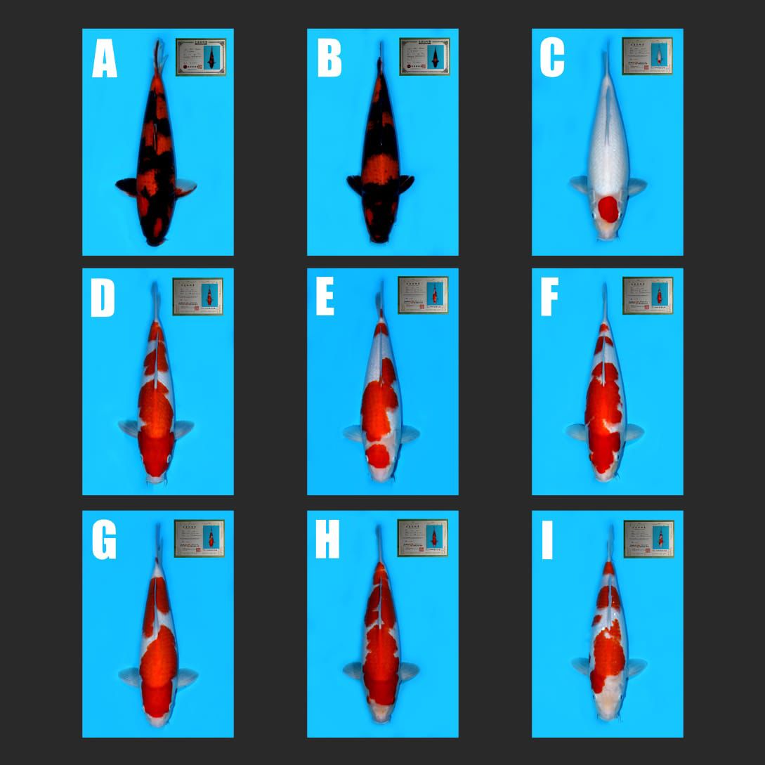 Lelang Koi Online, Jual Beli Ikan Koi, Pasar Koi Terbaik, Agen Lelang Koi, Penawaran Koi Berkualitas, Harga Jual Koi, Lelang Ikan Koi Import, Beli Koi Online, Jual Koi Murah, Koi Showroom, Penjual Koi Terpercaya, Lelang Koi Jakarta, Jual Koi Lokal, Koi Kualitas Unggul, Harga Terbaik Koi, Jual Koi Indukan, Lelang Ikan Hias Koi, Pasar Koi Indonesia, Beli Koi Berkualitas Tinggi, Koi Farm Terbesar, Jual Beli Koi Impor, Lelang Ikan Koi Kualitas Premium, Daftar Harga Koi Terbaru, Pusat Jual Beli Koi, Info Lelang Koi Hari Ini.