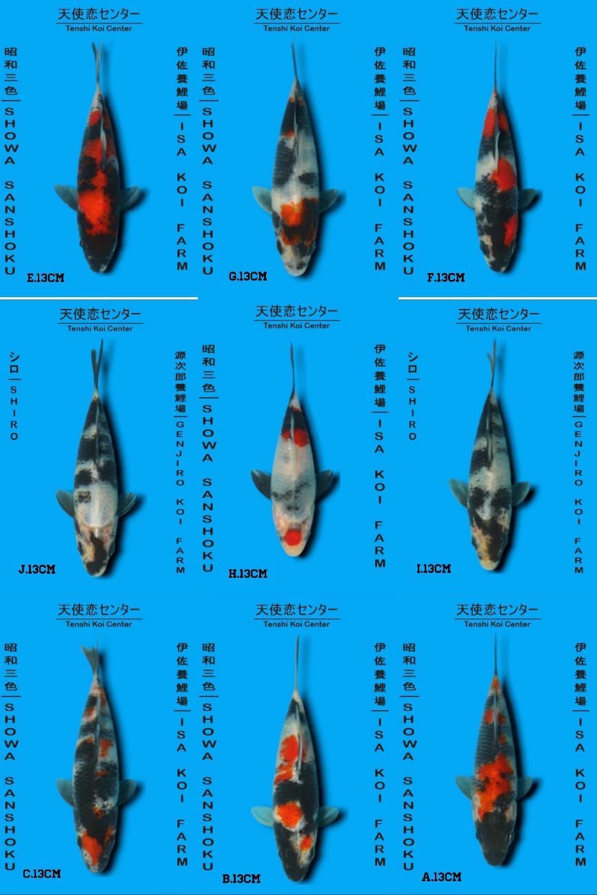 Lelang Koi Online, Jual Beli Ikan Koi, Pasar Koi Terbaik, Agen Lelang Koi, Penawaran Koi Berkualitas, Harga Jual Koi, Lelang Ikan Koi Import, Beli Koi Online, Jual Koi Murah, Koi Showroom, Penjual Koi Terpercaya, Lelang Koi Jakarta, Jual Koi Lokal, Koi Kualitas Unggul, Harga Terbaik Koi, Jual Koi Indukan, Lelang Ikan Hias Koi, Pasar Koi Indonesia, Beli Koi Berkualitas Tinggi, Koi Farm Terbesar, Jual Beli Koi Impor, Lelang Ikan Koi Kualitas Premium, Daftar Harga Koi Terbaru, Pusat Jual Beli Koi, Info Lelang Koi Hari Ini.
