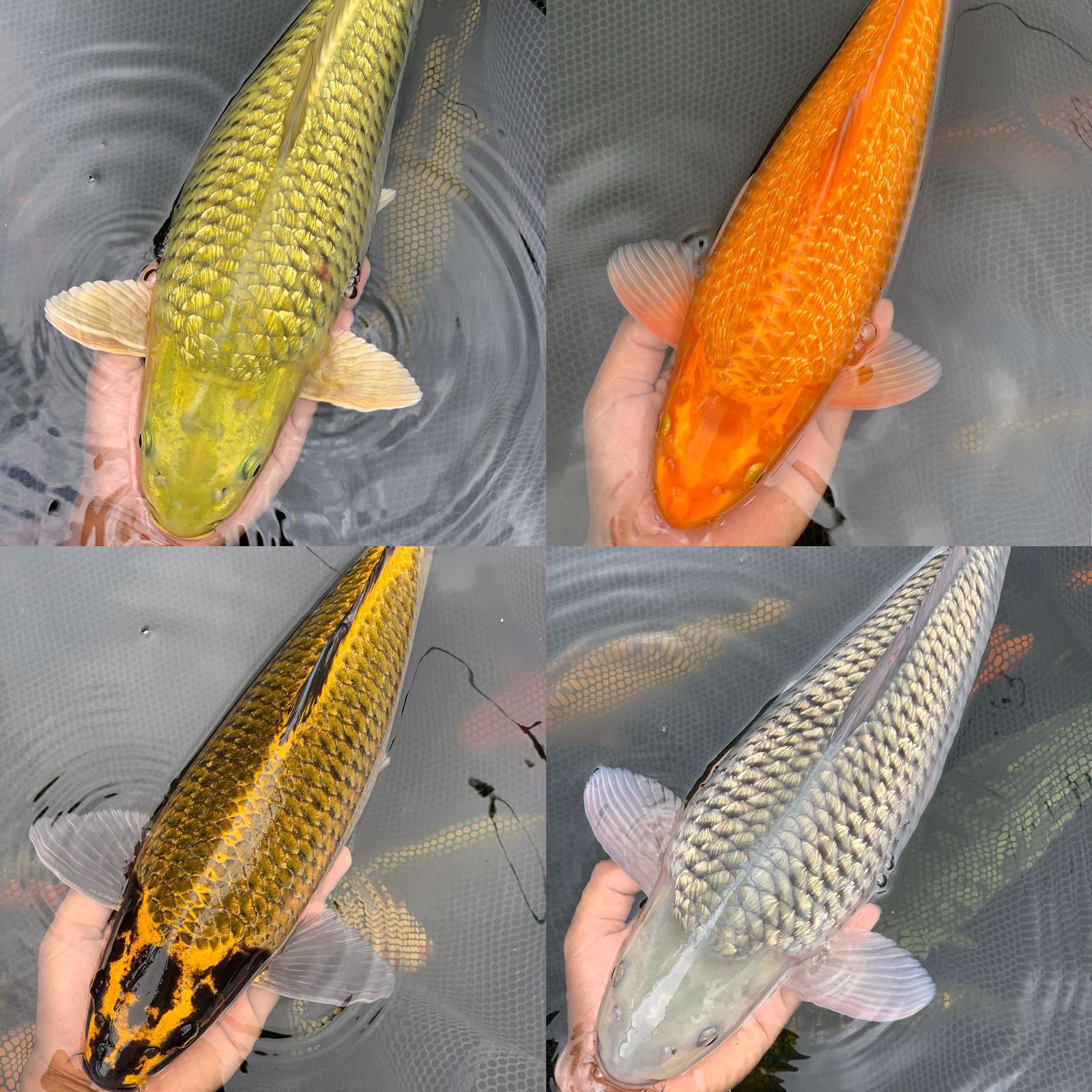 Lelang Koi Online, Jual Beli Ikan Koi, Pasar Koi Terbaik, Agen Lelang Koi, Penawaran Koi Berkualitas, Harga Jual Koi, Lelang Ikan Koi Import, Beli Koi Online, Jual Koi Murah, Koi Showroom, Penjual Koi Terpercaya, Lelang Koi Jakarta, Jual Koi Lokal, Koi Kualitas Unggul, Harga Terbaik Koi, Jual Koi Indukan, Lelang Ikan Hias Koi, Pasar Koi Indonesia, Beli Koi Berkualitas Tinggi, Koi Farm Terbesar, Jual Beli Koi Impor, Lelang Ikan Koi Kualitas Premium, Daftar Harga Koi Terbaru, Pusat Jual Beli Koi, Info Lelang Koi Hari Ini.