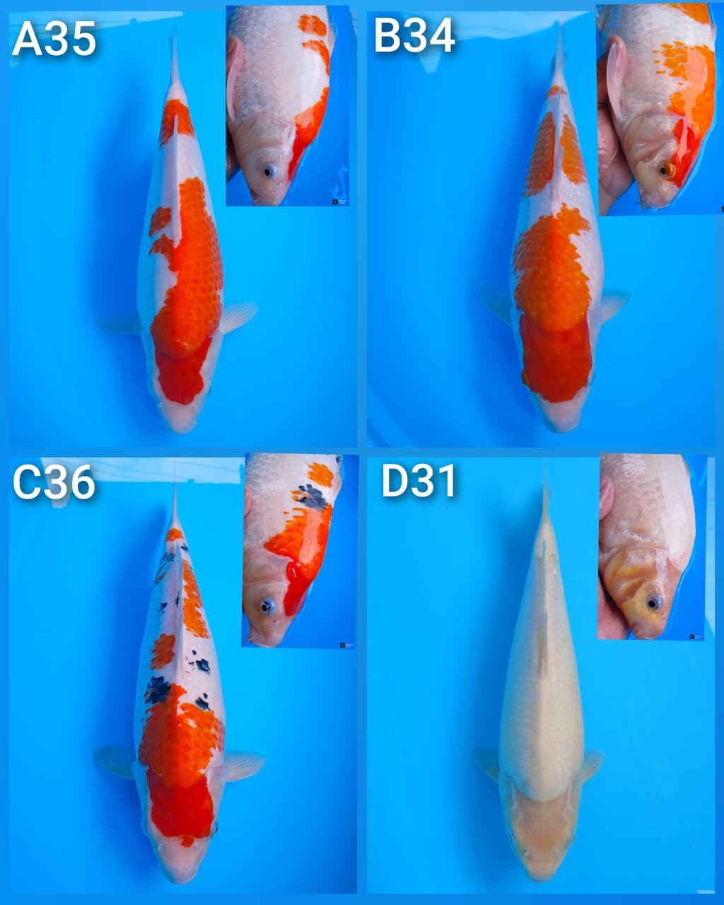 Lelang Koi Online, Jual Beli Ikan Koi, Pasar Koi Terbaik, Agen Lelang Koi, Penawaran Koi Berkualitas, Harga Jual Koi, Lelang Ikan Koi Import, Beli Koi Online, Jual Koi Murah, Koi Showroom, Penjual Koi Terpercaya, Lelang Koi Jakarta, Jual Koi Lokal, Koi Kualitas Unggul, Harga Terbaik Koi, Jual Koi Indukan, Lelang Ikan Hias Koi, Pasar Koi Indonesia, Beli Koi Berkualitas Tinggi, Koi Farm Terbesar, Jual Beli Koi Impor, Lelang Ikan Koi Kualitas Premium, Daftar Harga Koi Terbaru, Pusat Jual Beli Koi, Info Lelang Koi Hari Ini.