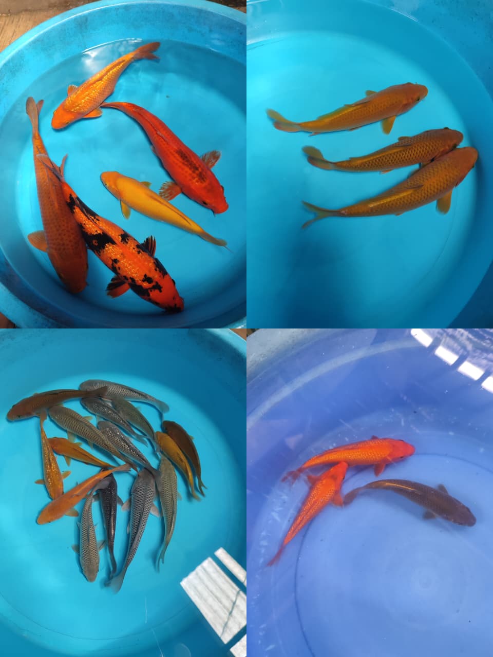 Lelang Koi Online, Jual Beli Ikan Koi, Pasar Koi Terbaik, Agen Lelang Koi, Penawaran Koi Berkualitas, Harga Jual Koi, Lelang Ikan Koi Import, Beli Koi Online, Jual Koi Murah, Koi Showroom, Penjual Koi Terpercaya, Lelang Koi Jakarta, Jual Koi Lokal, Koi Kualitas Unggul, Harga Terbaik Koi, Jual Koi Indukan, Lelang Ikan Hias Koi, Pasar Koi Indonesia, Beli Koi Berkualitas Tinggi, Koi Farm Terbesar, Jual Beli Koi Impor, Lelang Ikan Koi Kualitas Premium, Daftar Harga Koi Terbaru, Pusat Jual Beli Koi, Info Lelang Koi Hari Ini.