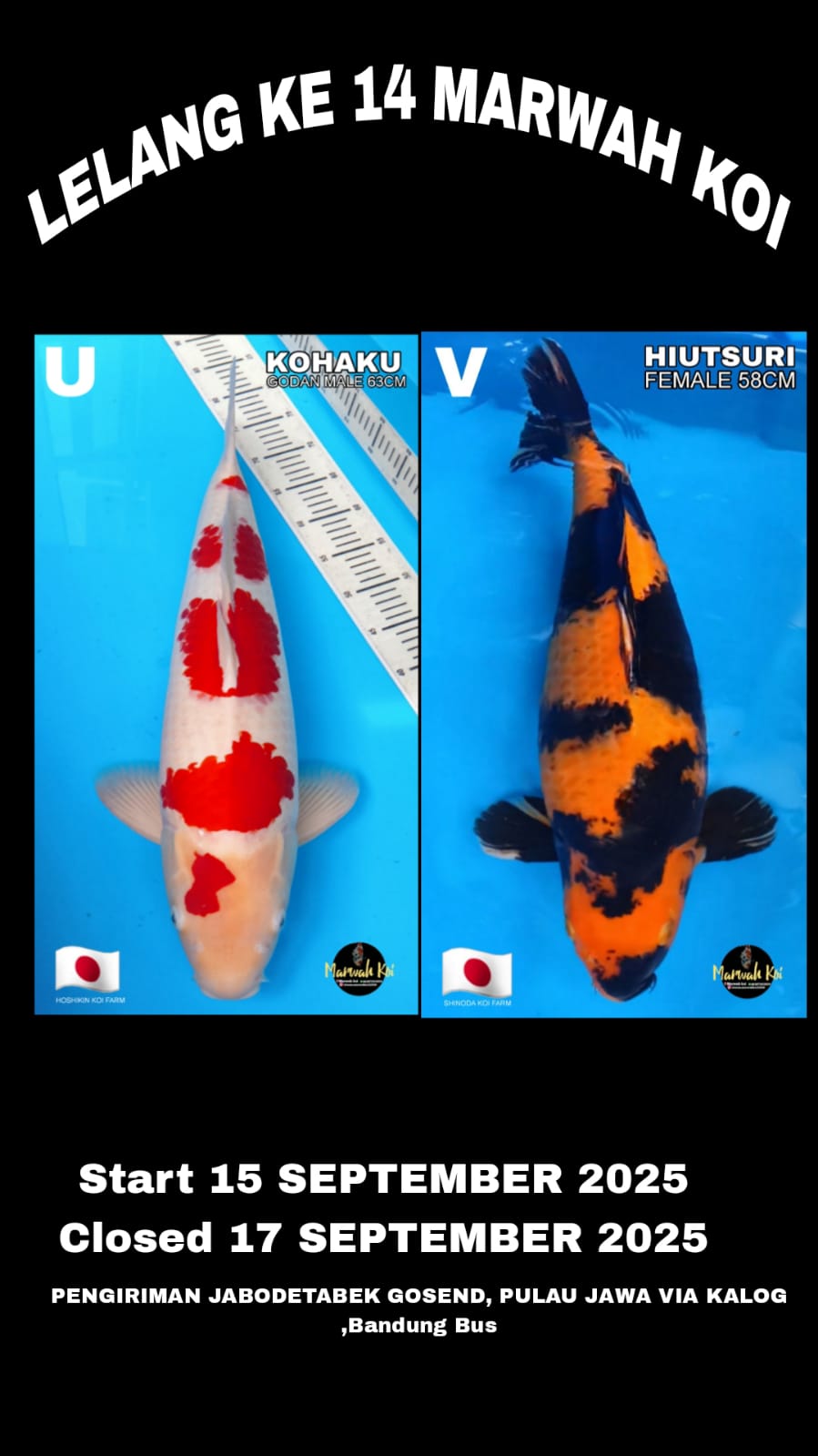 Lelang Koi Online, Jual Beli Ikan Koi, Pasar Koi Terbaik, Agen Lelang Koi, Penawaran Koi Berkualitas, Harga Jual Koi, Lelang Ikan Koi Import, Beli Koi Online, Jual Koi Murah, Koi Showroom, Penjual Koi Terpercaya, Lelang Koi Jakarta, Jual Koi Lokal, Koi Kualitas Unggul, Harga Terbaik Koi, Jual Koi Indukan, Lelang Ikan Hias Koi, Pasar Koi Indonesia, Beli Koi Berkualitas Tinggi, Koi Farm Terbesar, Jual Beli Koi Impor, Lelang Ikan Koi Kualitas Premium, Daftar Harga Koi Terbaru, Pusat Jual Beli Koi, Info Lelang Koi Hari Ini.