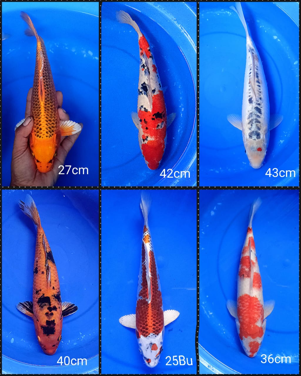 Lelang Koi Online, Jual Beli Ikan Koi, Pasar Koi Terbaik, Agen Lelang Koi, Penawaran Koi Berkualitas, Harga Jual Koi, Lelang Ikan Koi Import, Beli Koi Online, Jual Koi Murah, Koi Showroom, Penjual Koi Terpercaya, Lelang Koi Jakarta, Jual Koi Lokal, Koi Kualitas Unggul, Harga Terbaik Koi, Jual Koi Indukan, Lelang Ikan Hias Koi, Pasar Koi Indonesia, Beli Koi Berkualitas Tinggi, Koi Farm Terbesar, Jual Beli Koi Impor, Lelang Ikan Koi Kualitas Premium, Daftar Harga Koi Terbaru, Pusat Jual Beli Koi, Info Lelang Koi Hari Ini.