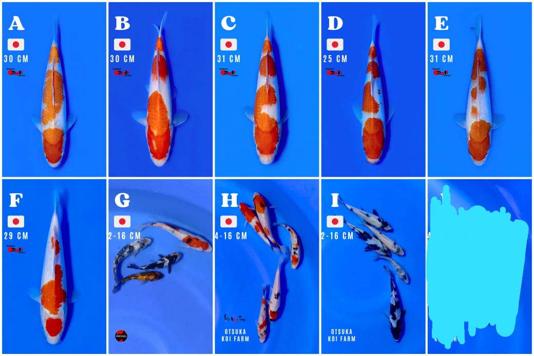 Lelang Koi Online, Jual Beli Ikan Koi, Pasar Koi Terbaik, Agen Lelang Koi, Penawaran Koi Berkualitas, Harga Jual Koi, Lelang Ikan Koi Import, Beli Koi Online, Jual Koi Murah, Koi Showroom, Penjual Koi Terpercaya, Lelang Koi Jakarta, Jual Koi Lokal, Koi Kualitas Unggul, Harga Terbaik Koi, Jual Koi Indukan, Lelang Ikan Hias Koi, Pasar Koi Indonesia, Beli Koi Berkualitas Tinggi, Koi Farm Terbesar, Jual Beli Koi Impor, Lelang Ikan Koi Kualitas Premium, Daftar Harga Koi Terbaru, Pusat Jual Beli Koi, Info Lelang Koi Hari Ini.